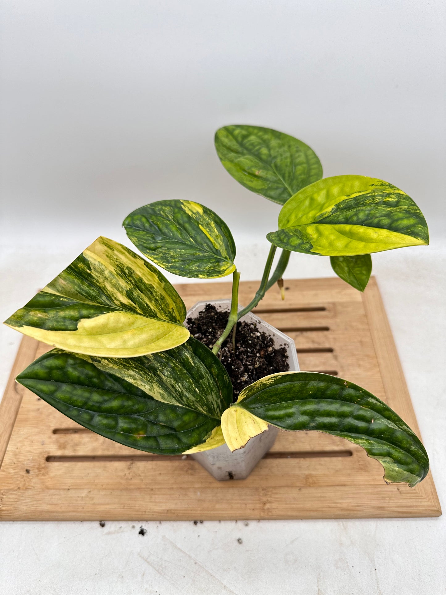 Monstera Peru Variegated