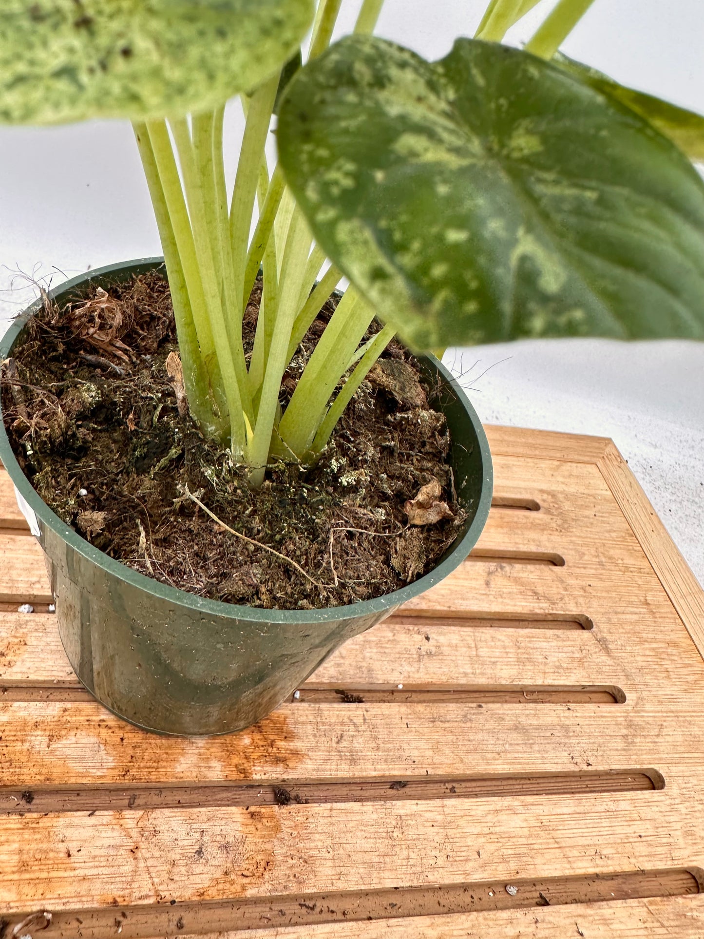 Alocasia Dragon Scale Mint - Multiple plants in each pot - August Sale