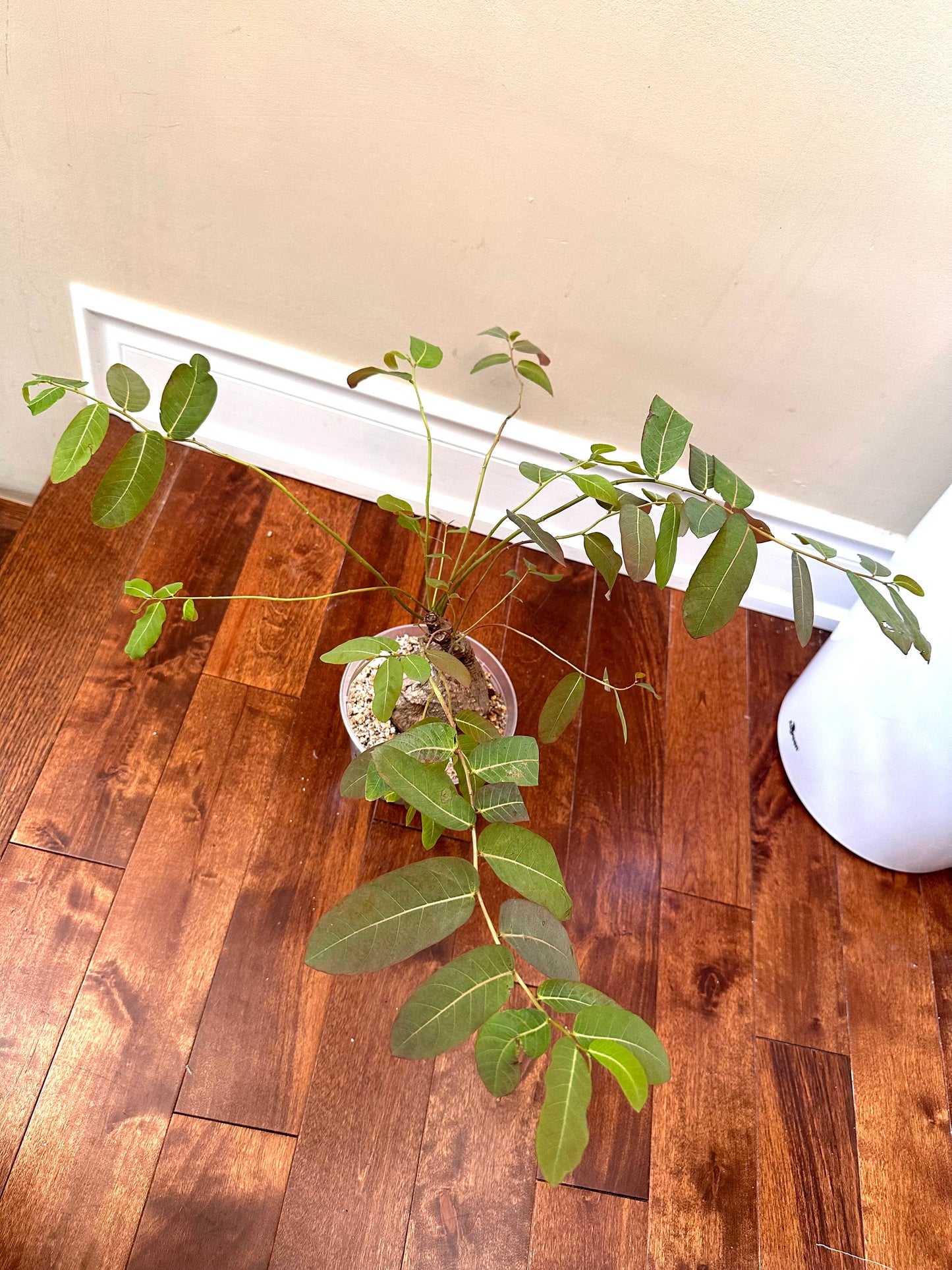 Phyllanthud Mirabillis Size Large - August Sale