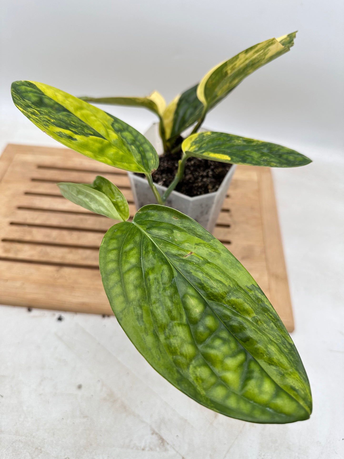 Monstera Peru Variegated