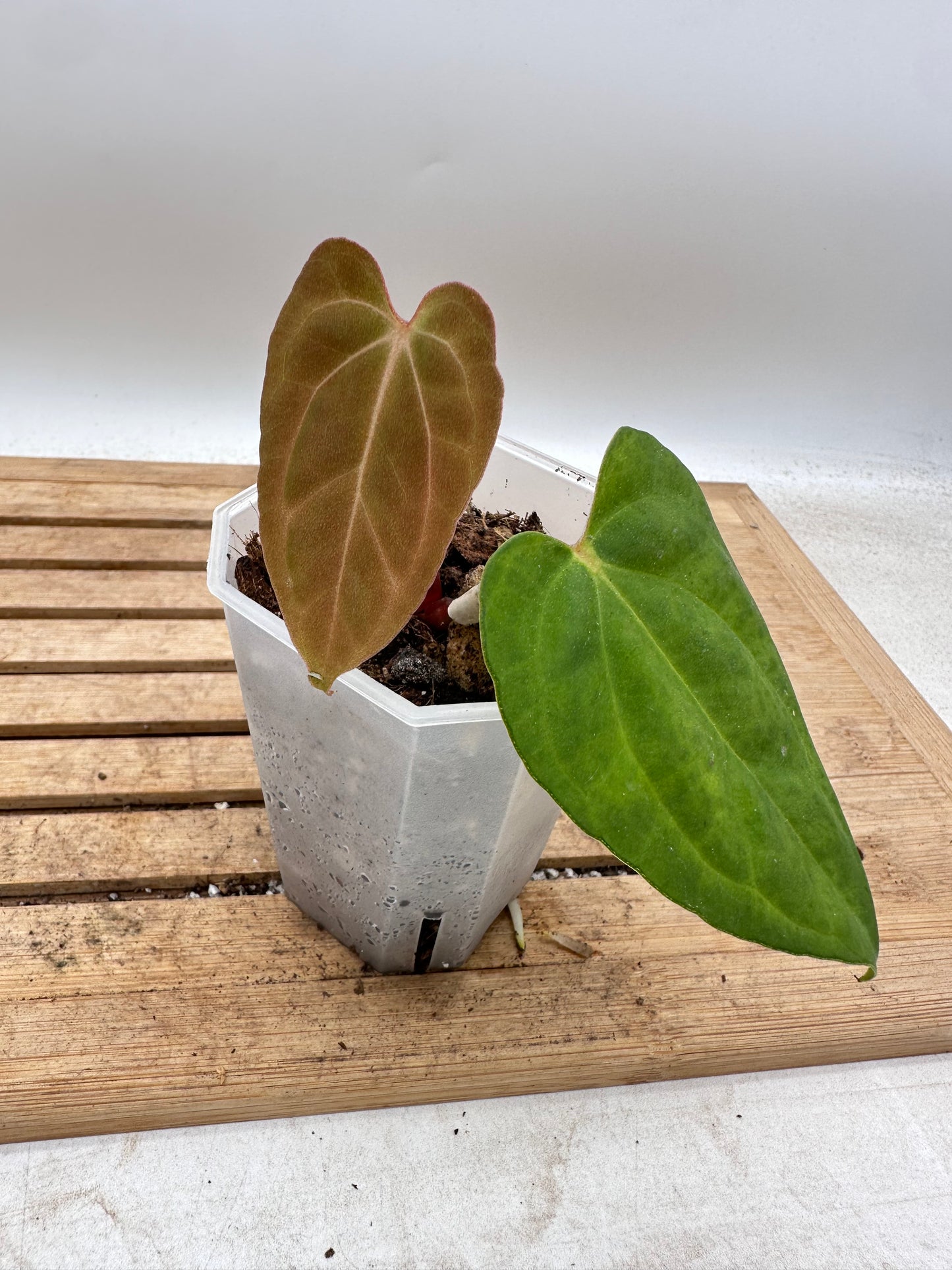 Anthurium Blue Papillilaminum x One - Thanksgiving Sale 💚