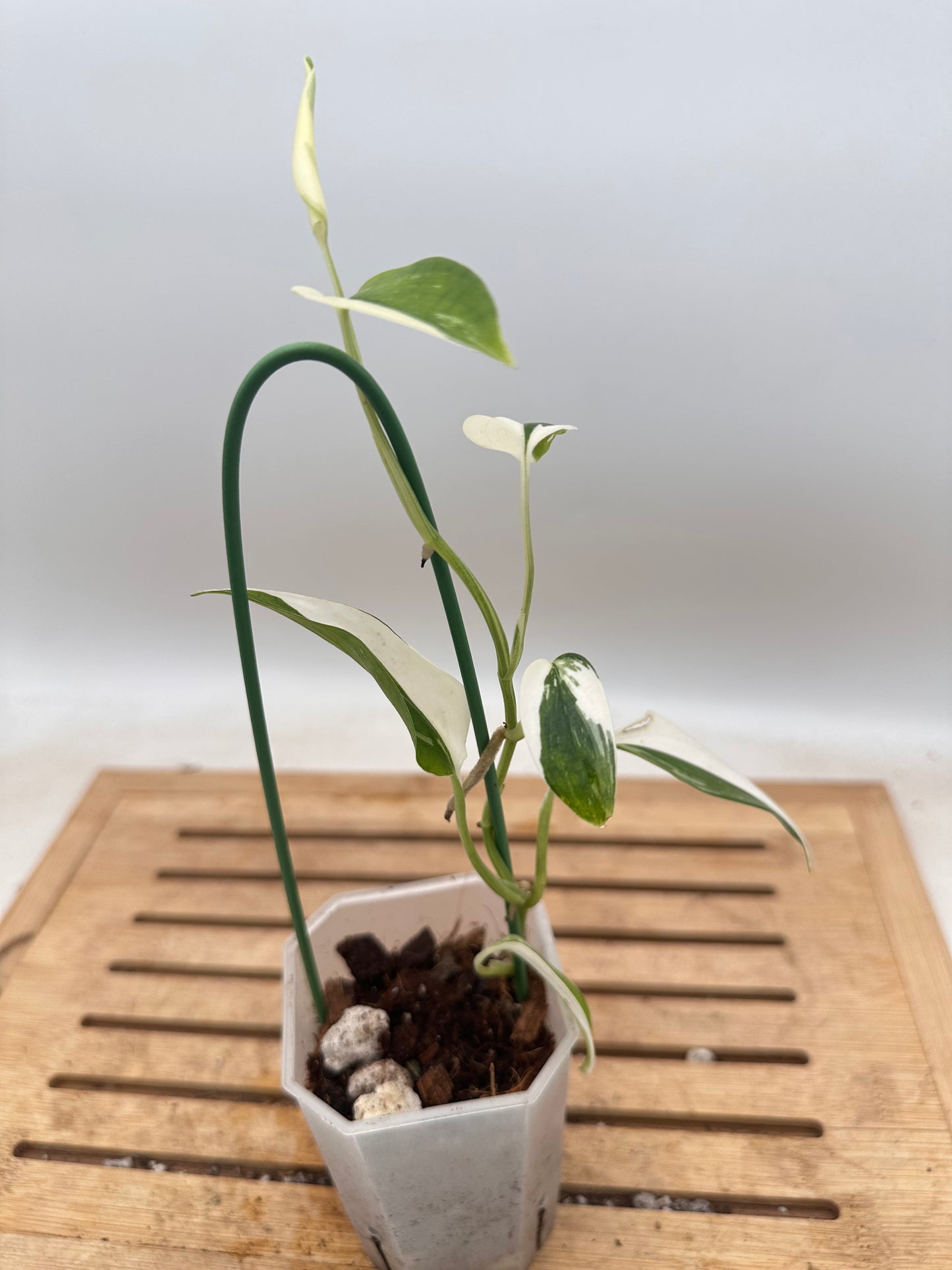 Scindapsus Blue Albo