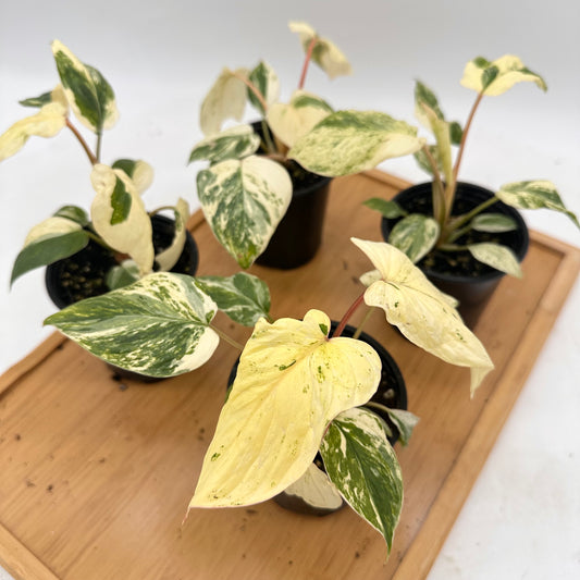 *October Sale - Homalonema Rubescens Variegated