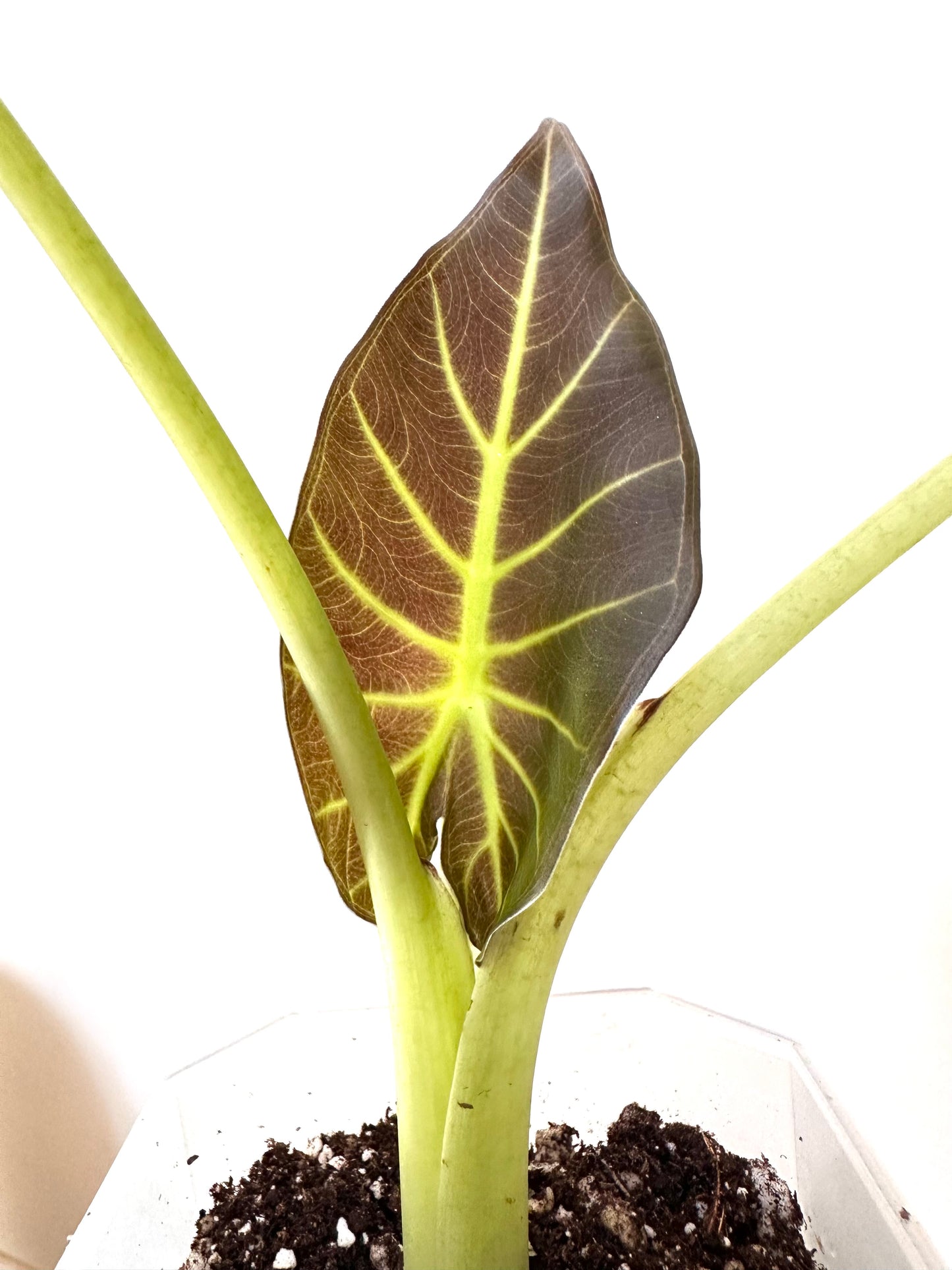 Alocasia Regal Shields Aurea Variegated - Labour Day Sale ❤️🔥