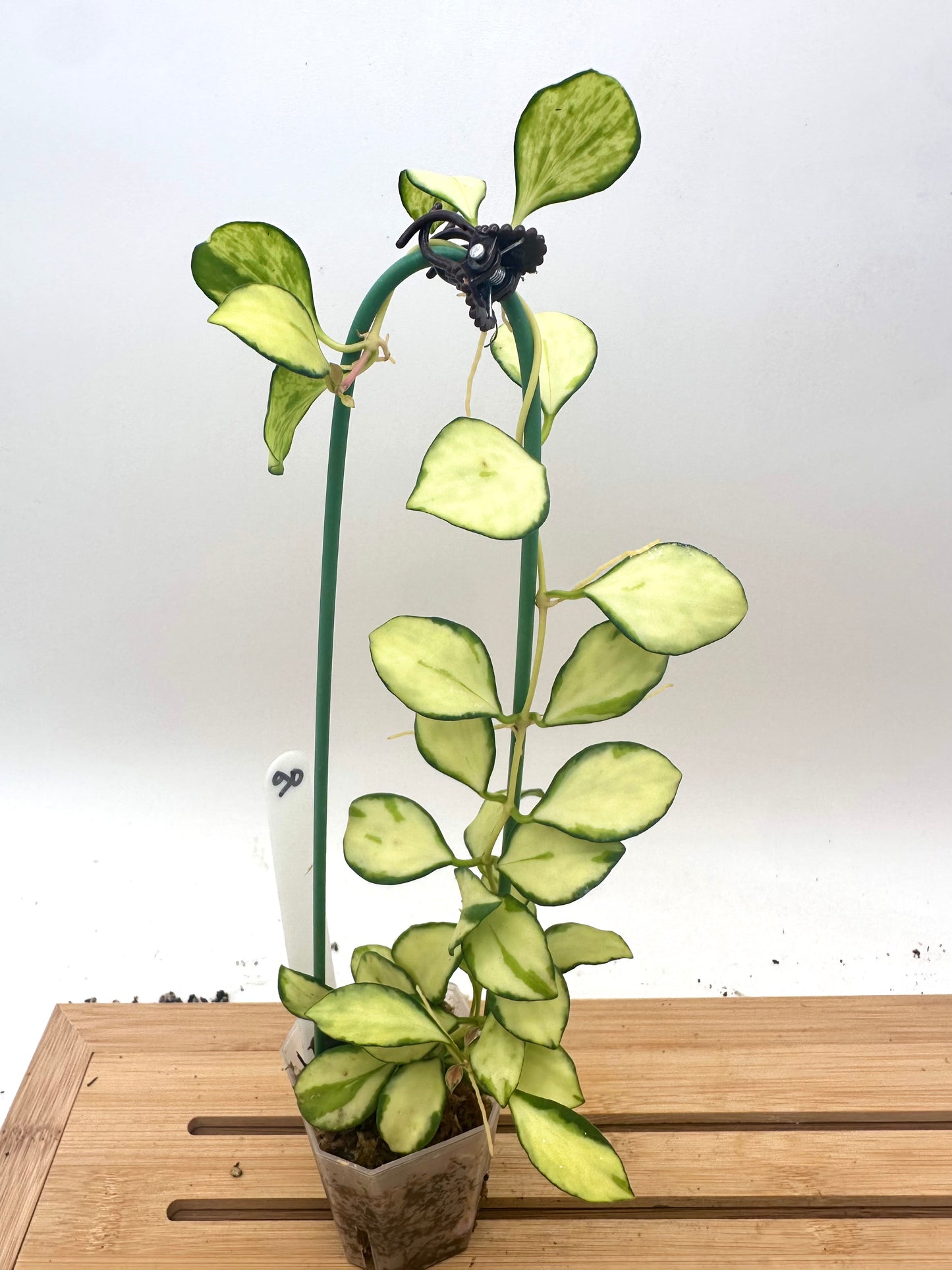 Hoya Heuschkeliana Inner Variegated - 4 Growths
