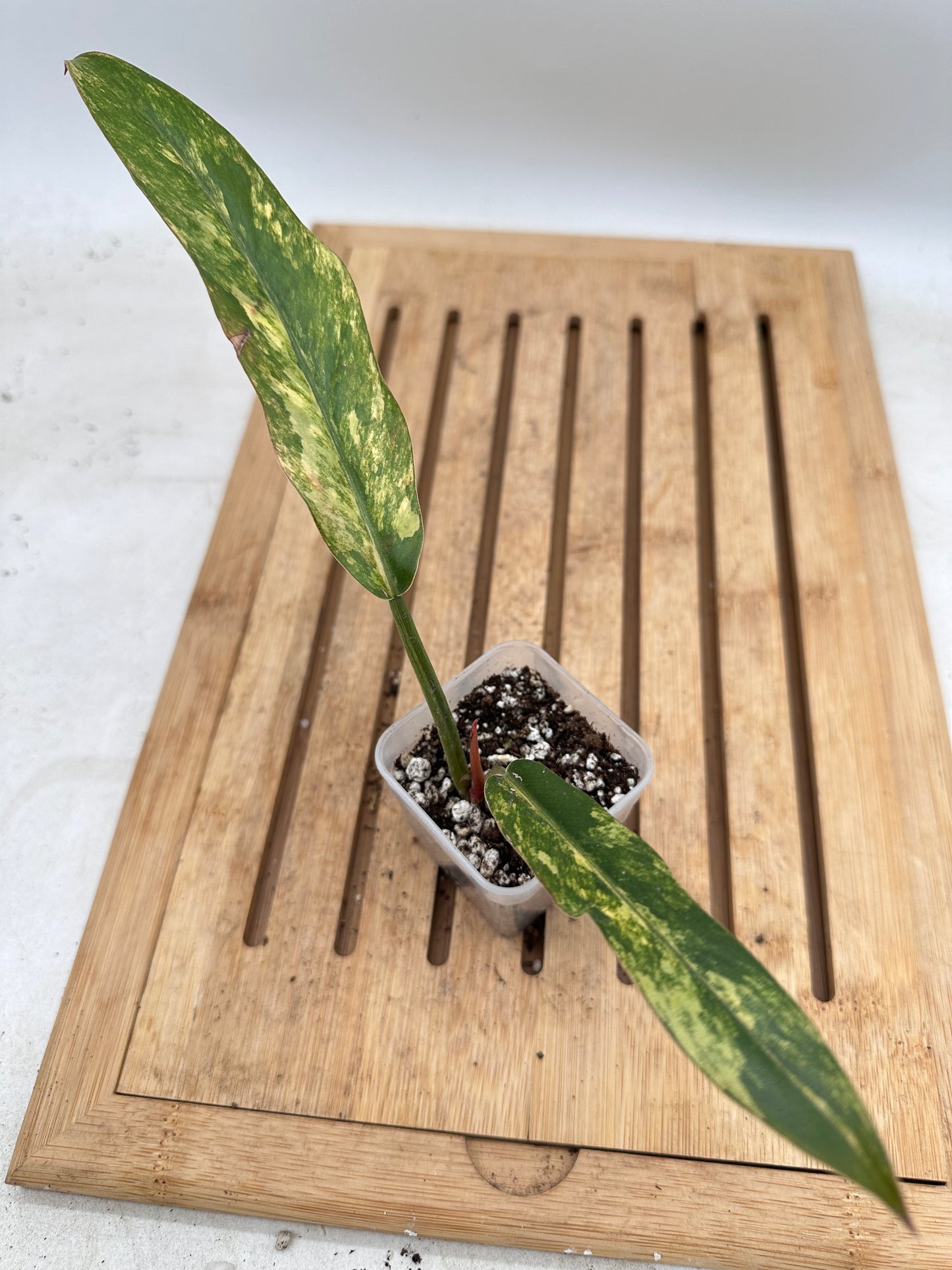Philodendron Caramel Marble Variegated