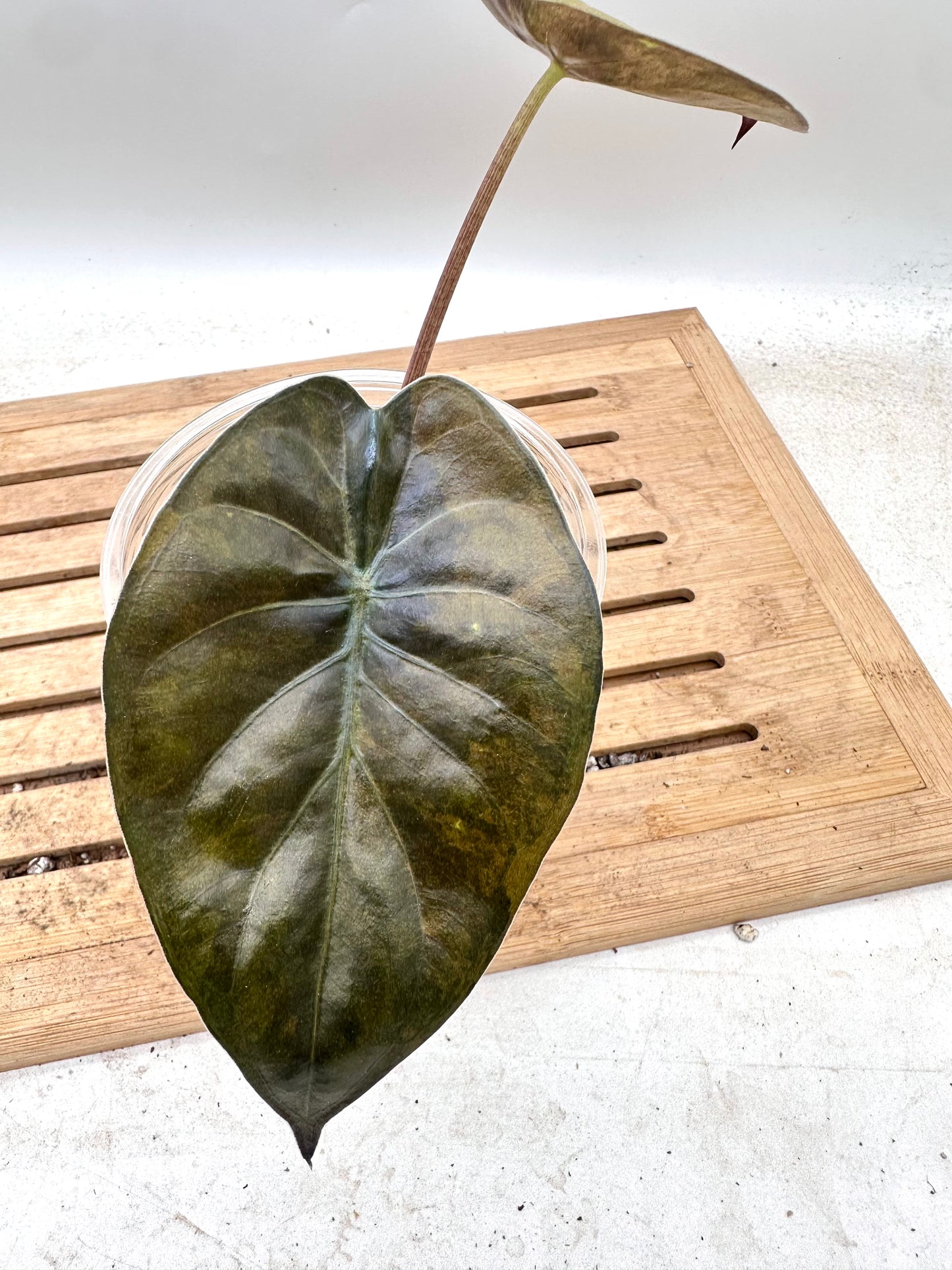 Alocasia Wentii Sunset Variegated - Grown from Big Corm