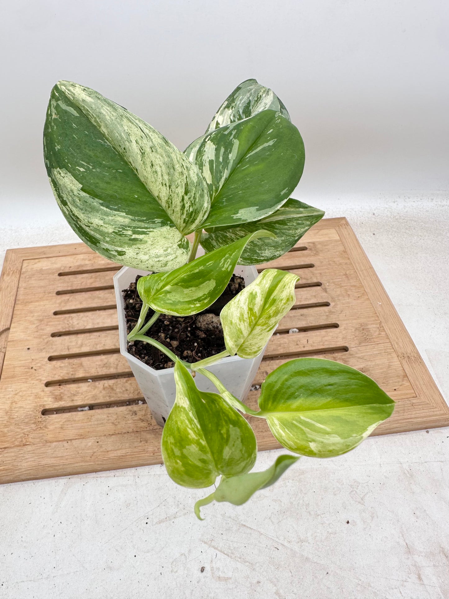 Scindapsus Treubii Albo Variegated - Thanksgiving Sale 💚