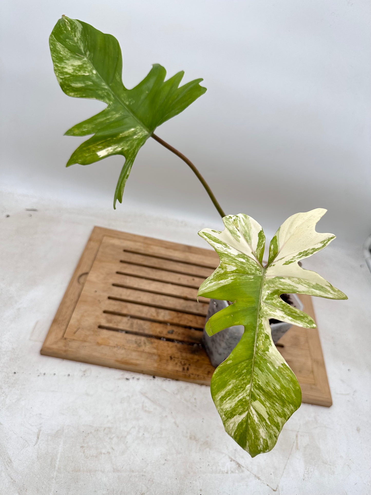 Philodendron FB x Mayoi Variegated - Multiple nodes bottom - Thanksgiving Sale