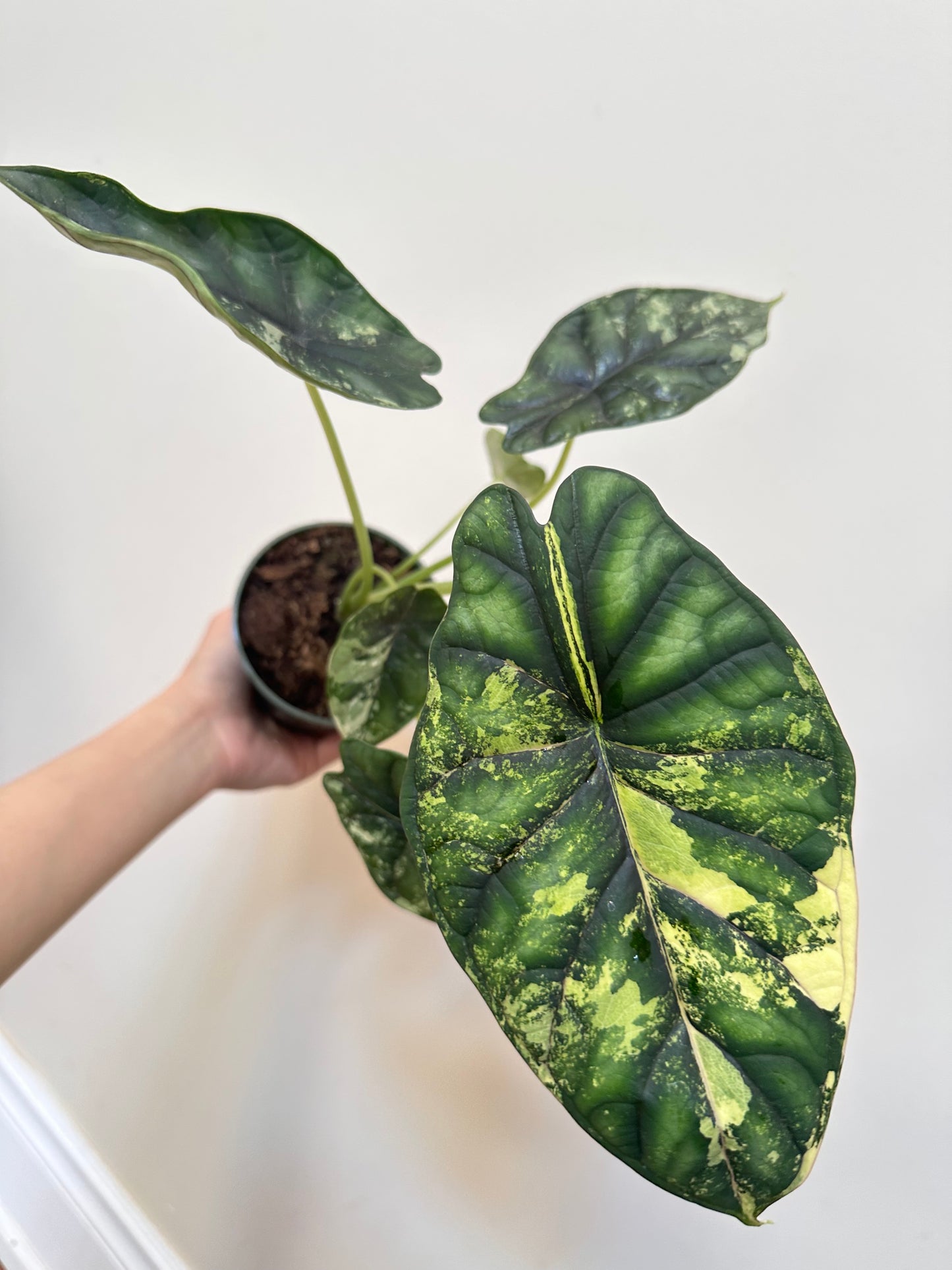 Alocasia Dragon Scale Variegated - Labour Day Sale ❤️🔥