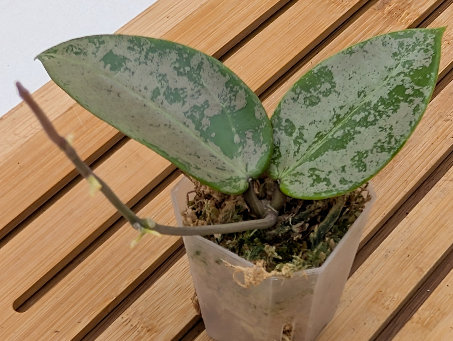 Hoya Verticillata ‘Silver Heart’ - Rooted Top Cutting
