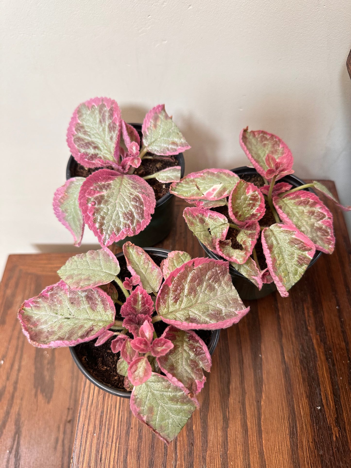Episcia Pink Smoke in 4” pot