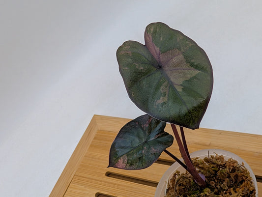 Alocasia Serendipity Pink Variegated