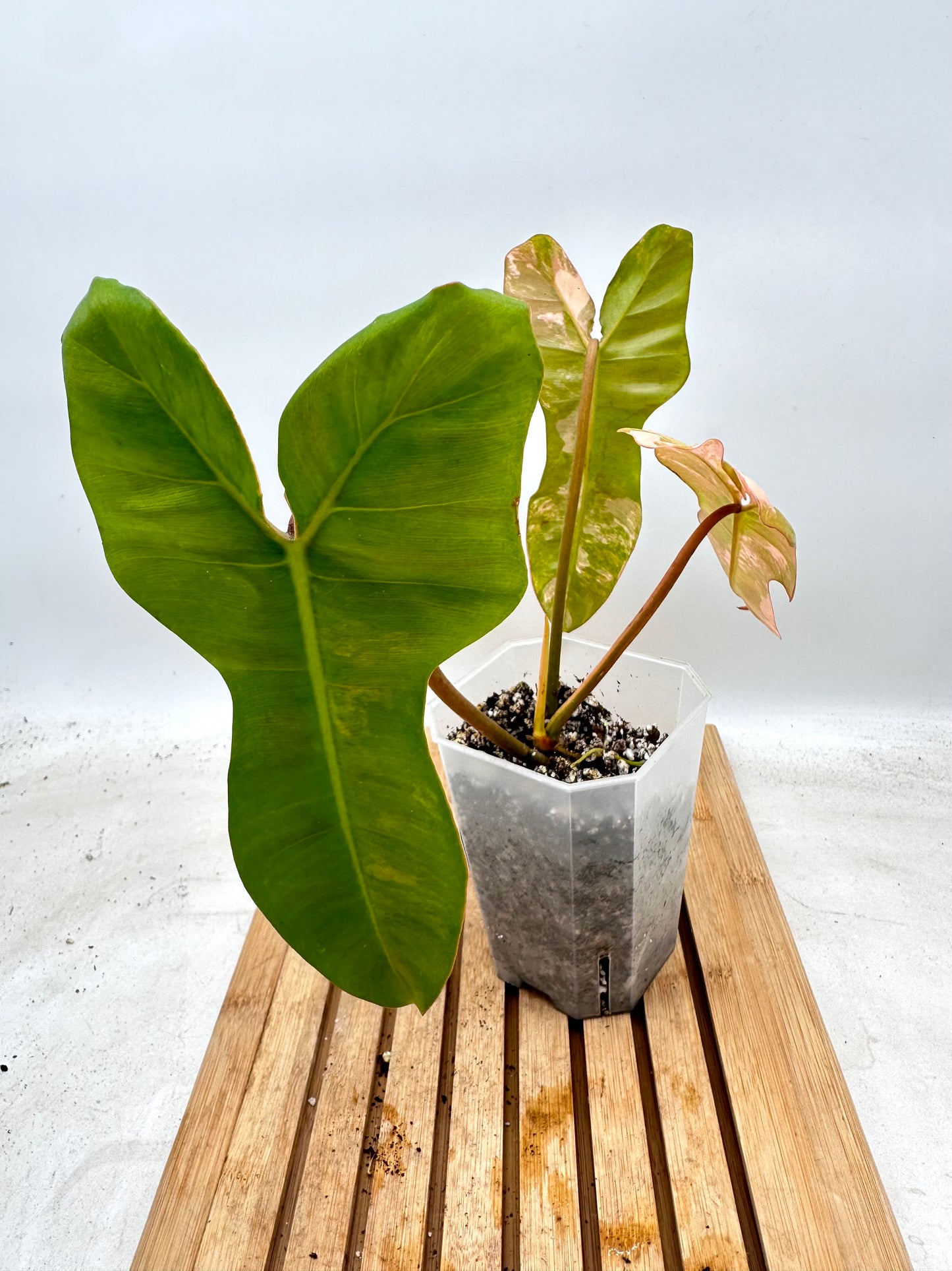 Philodendron Black Billietiae x FB Variegated - August Sale