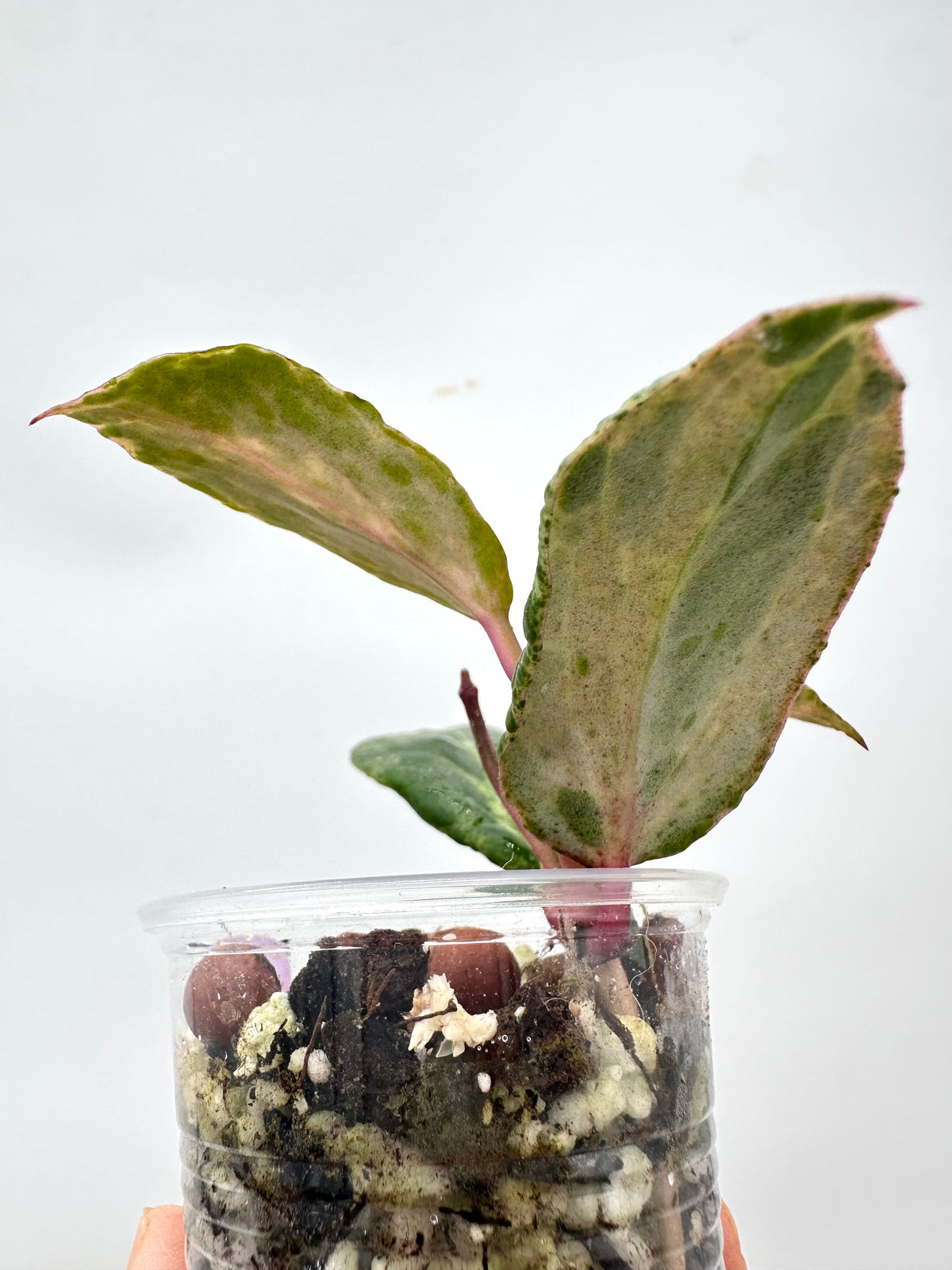 Hoya Crocodile - 3 Growths
