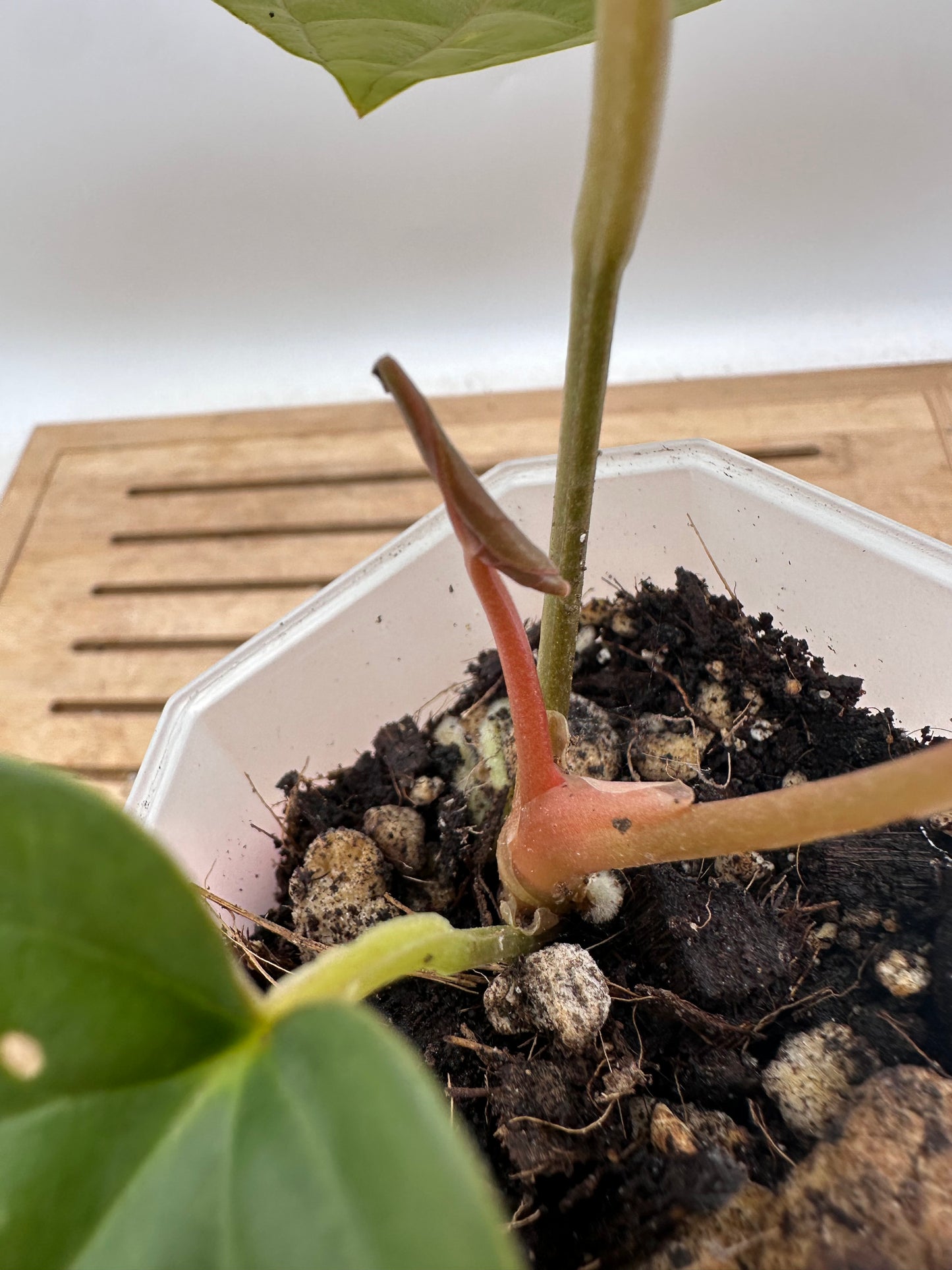 Anthurium Fort Sherman x Luxurians - Thanksgiving Sale 💚