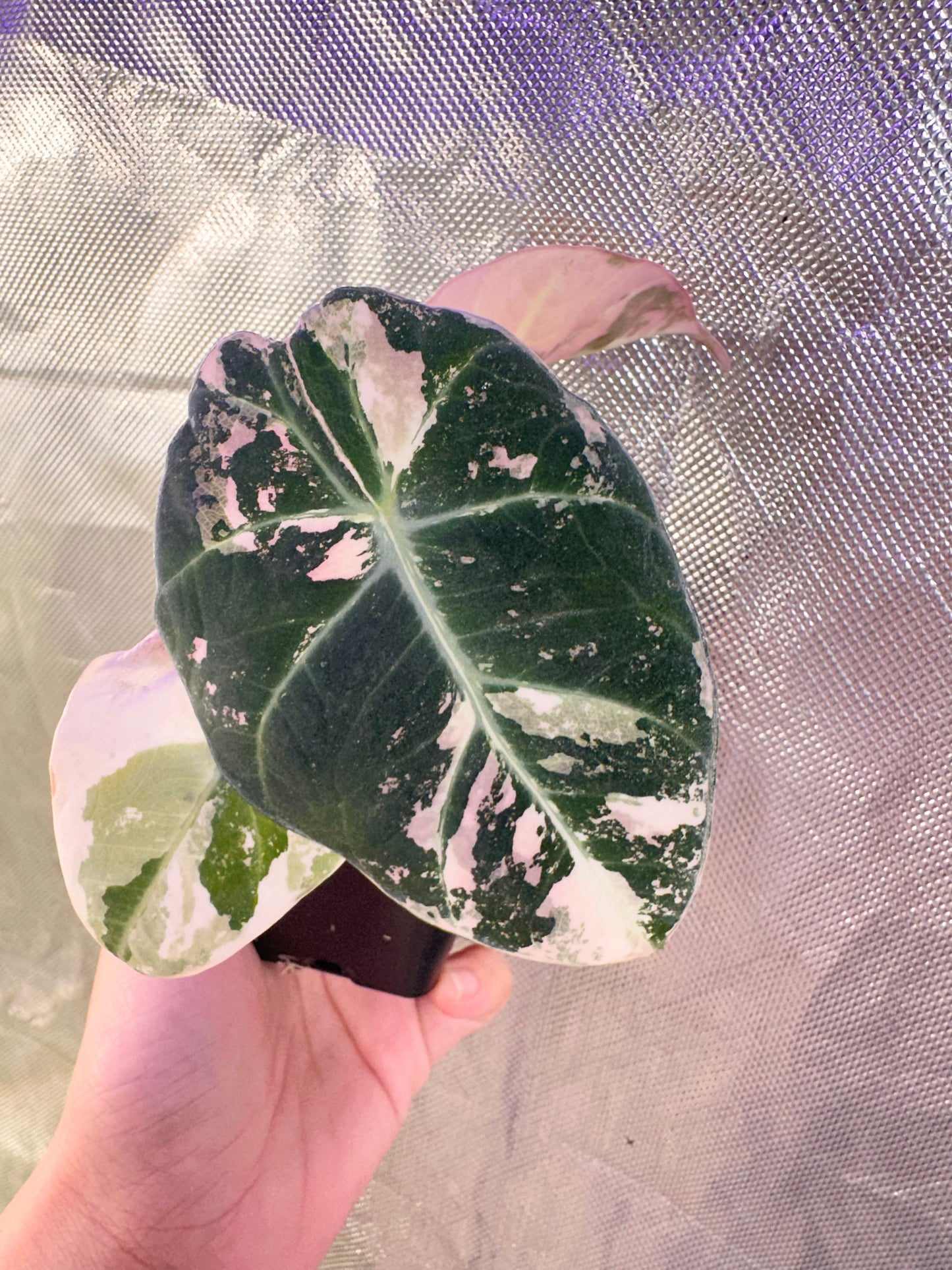 Alocasia Black Velvet Variegated