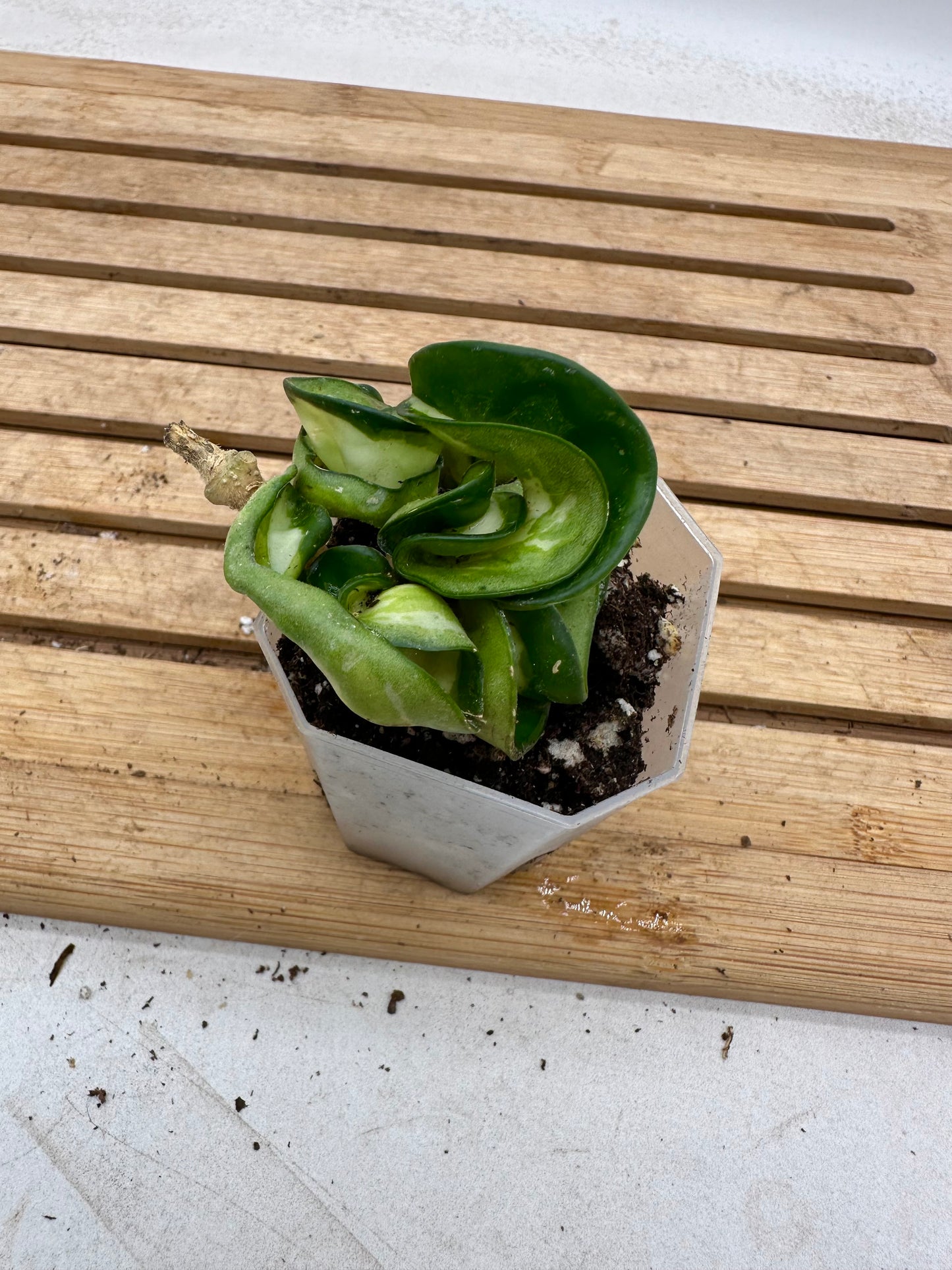 Hoya Muana Loa - Size S