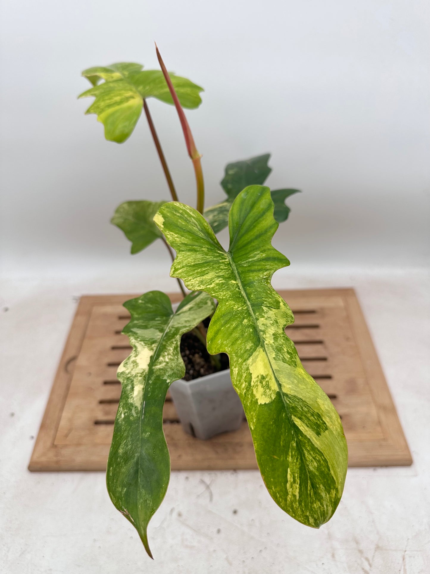 Philodendron FB x Mayoi Variegated - Thanksgiving Sale 💚