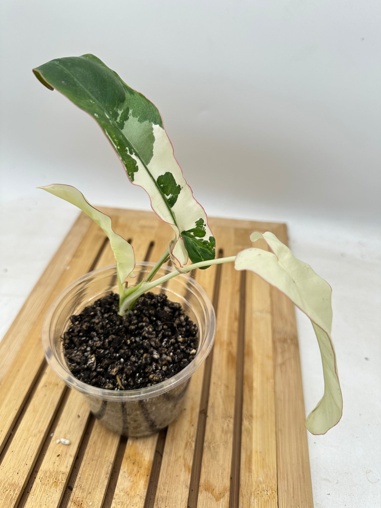 Long Weekend Sales 🐣🐇- Philodendron Paraiso Verde Albo Variegata