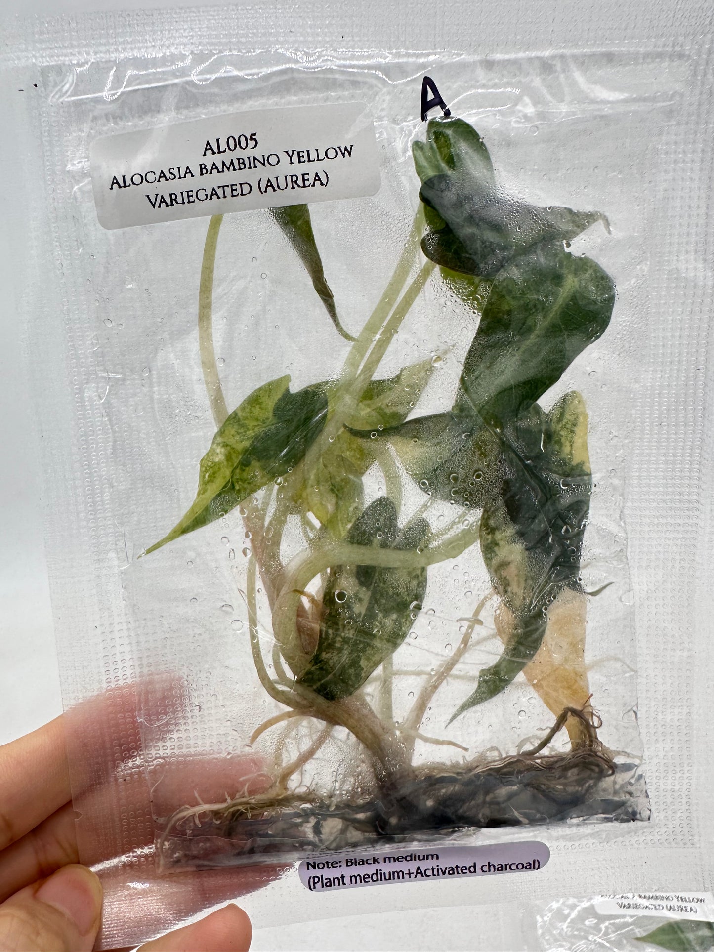 Tissue Culture - Alocasia Bambino Aurea Variegated