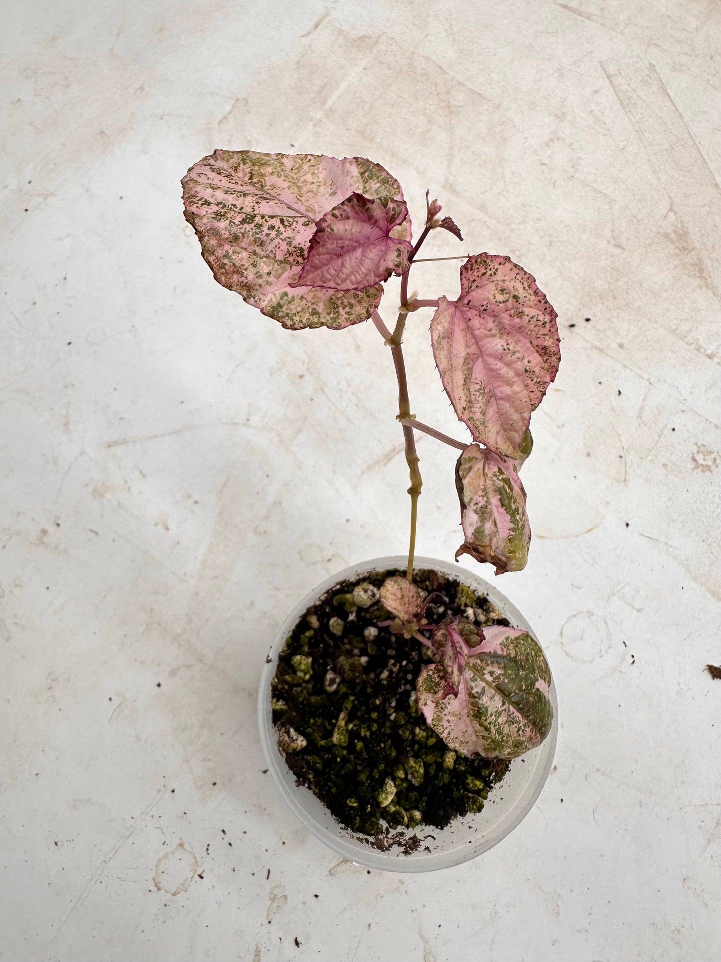Scissus Discolor Pink Variegated 💖 - August Sale