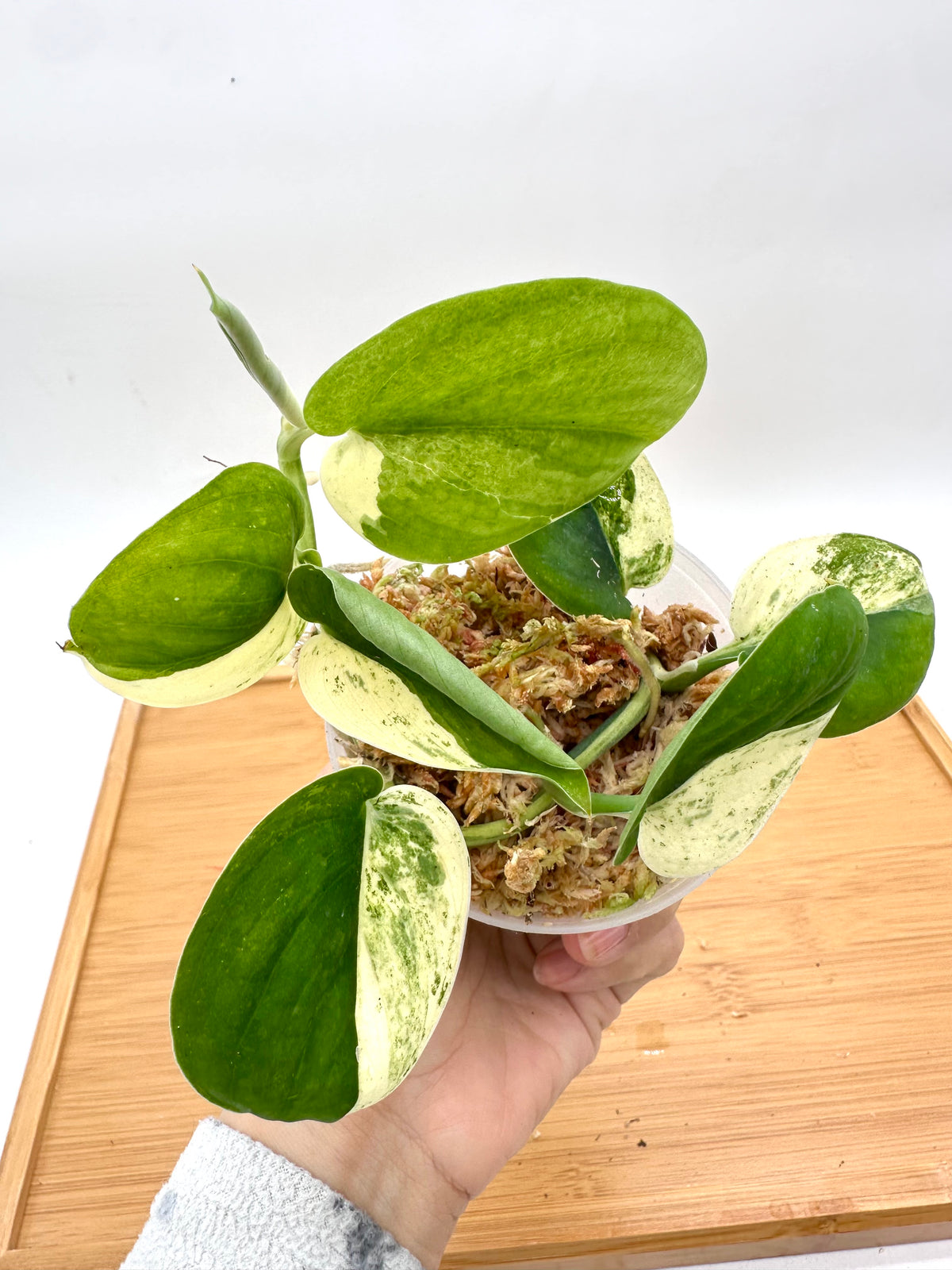Scindapsus Mangurai Variegated