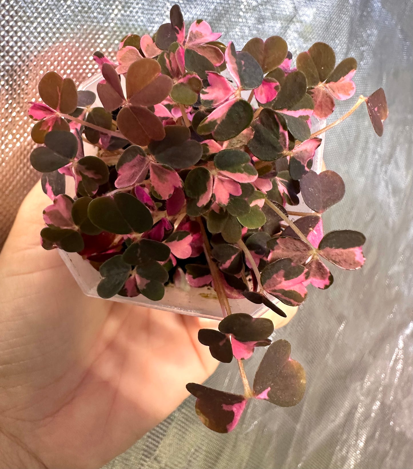Oxalis ‘Plum Crazy’ Pink Variegated - Multiple growths