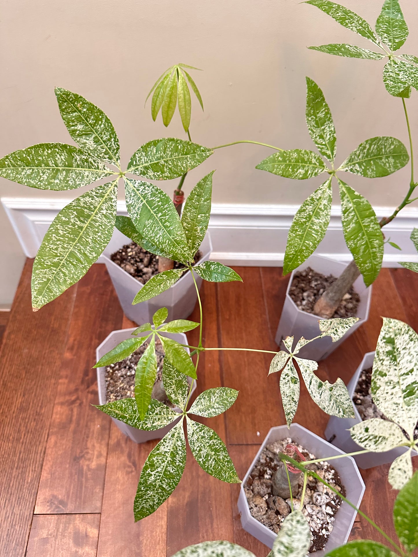 Variegated Money Tree - Thanksgiving Sale ❤️🔥