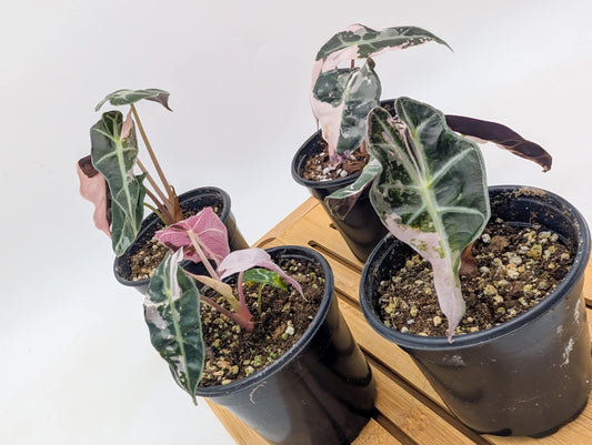 Alocasia Polly Snowflake Batch #3