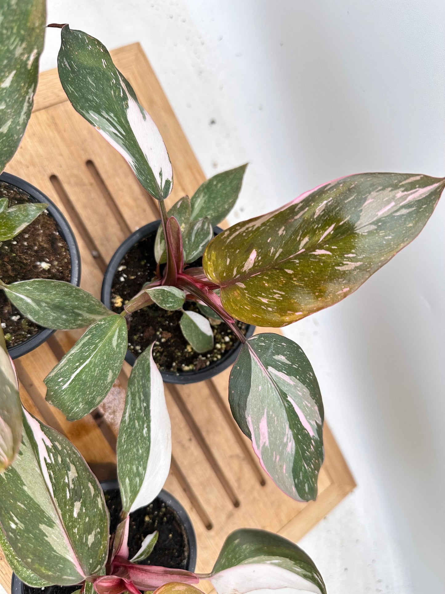 Philodendron Pink Princess - August Sale