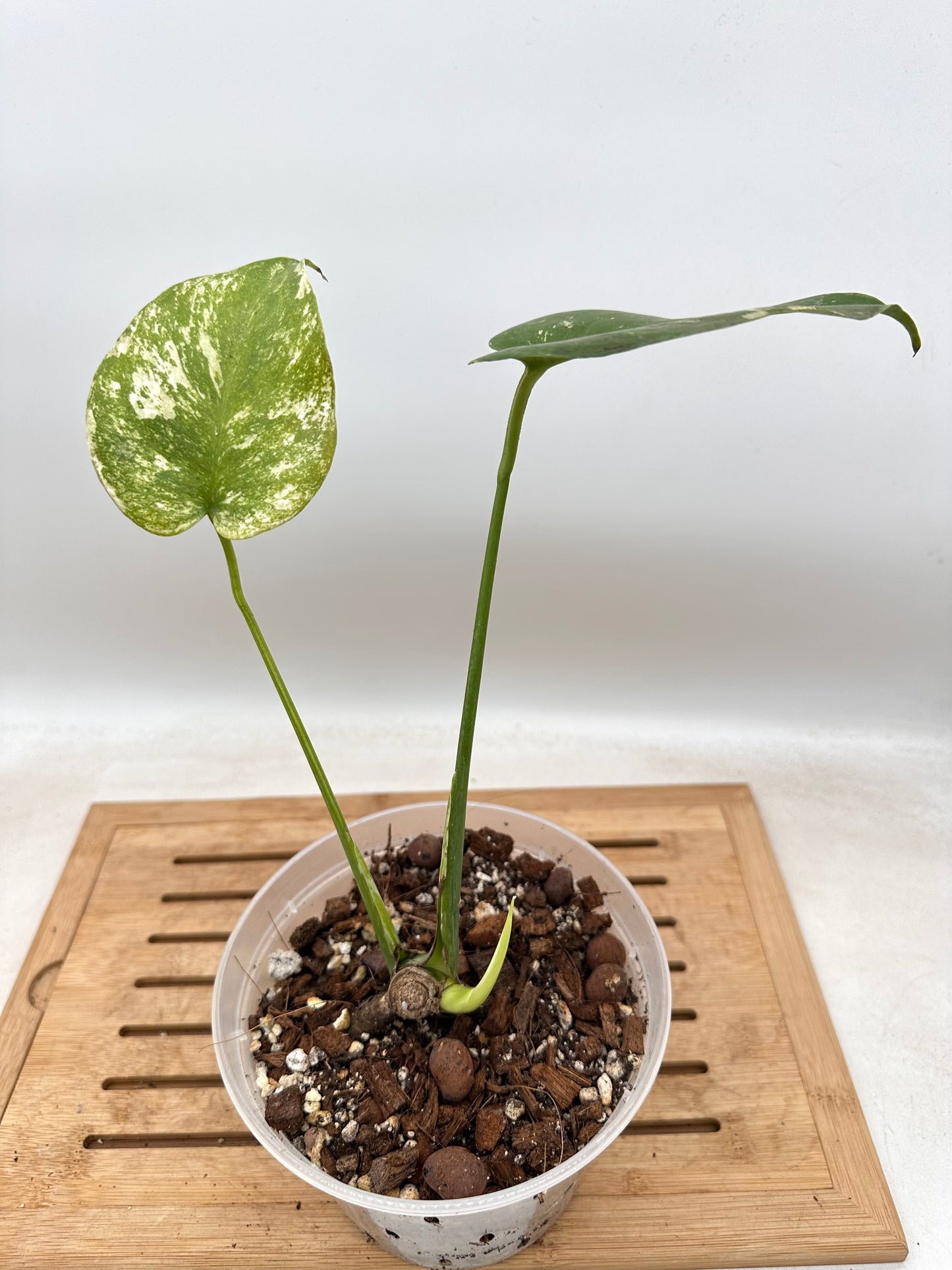 Monstera White Monster