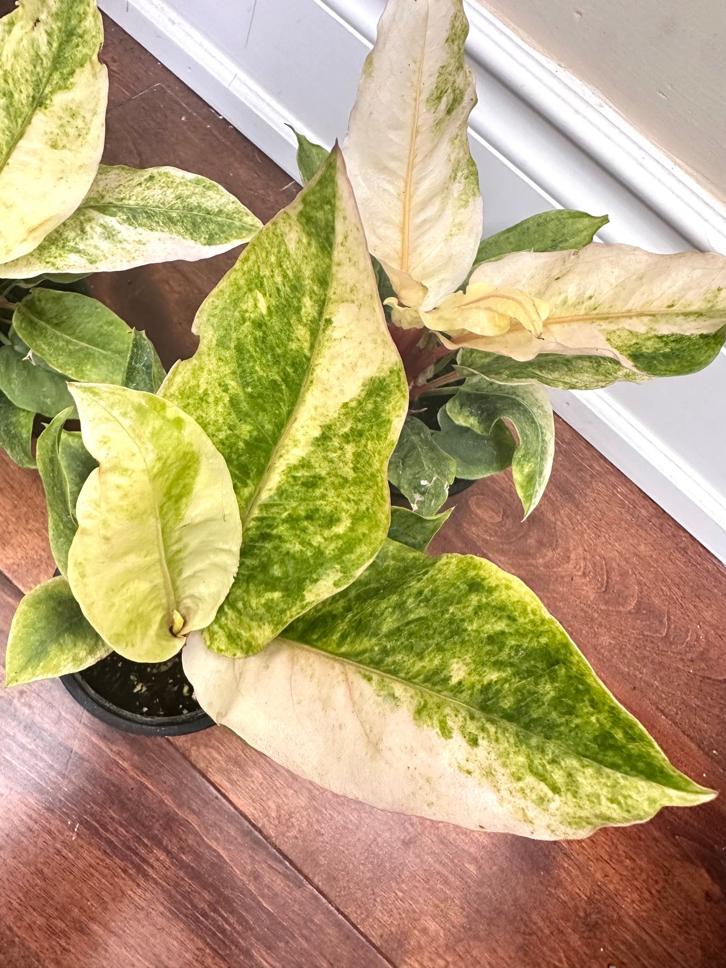 Anthurium Hookerii Variegated