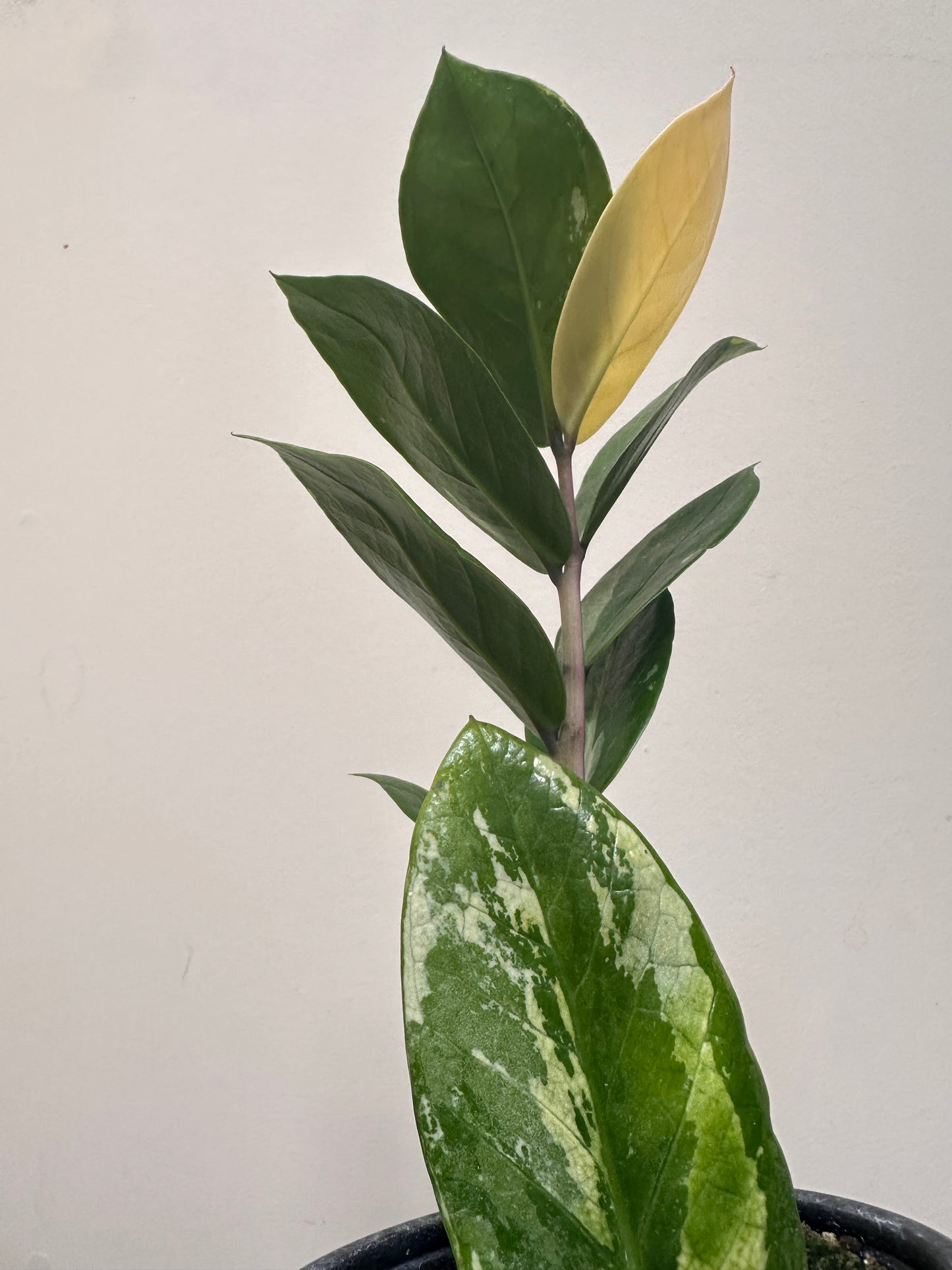 Variegated Zz