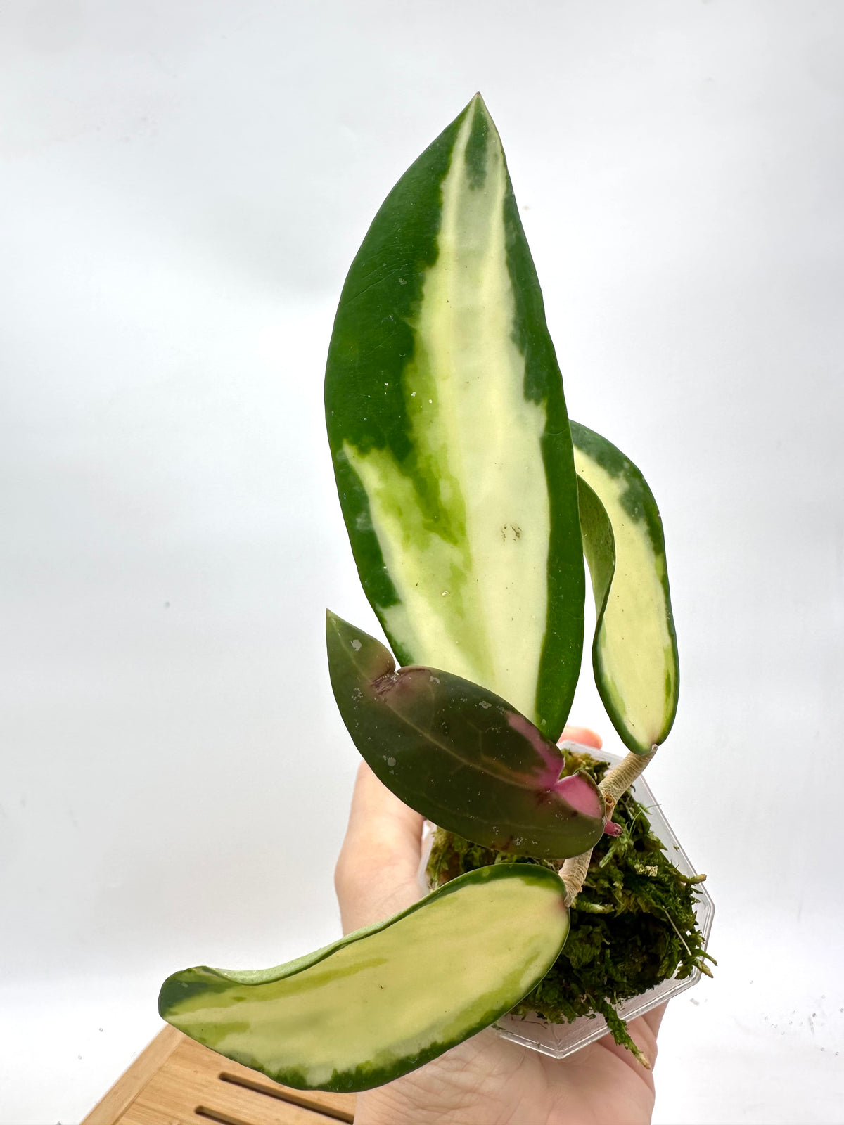 Hoya Acuta Inner Variegated