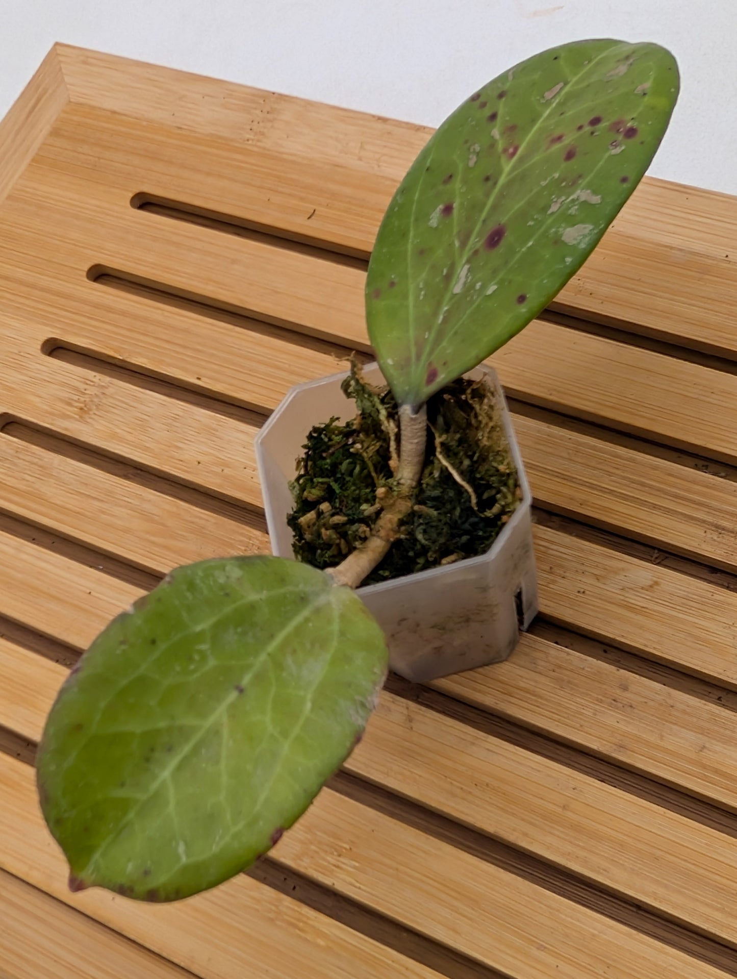 Hoya Michelle Splash
