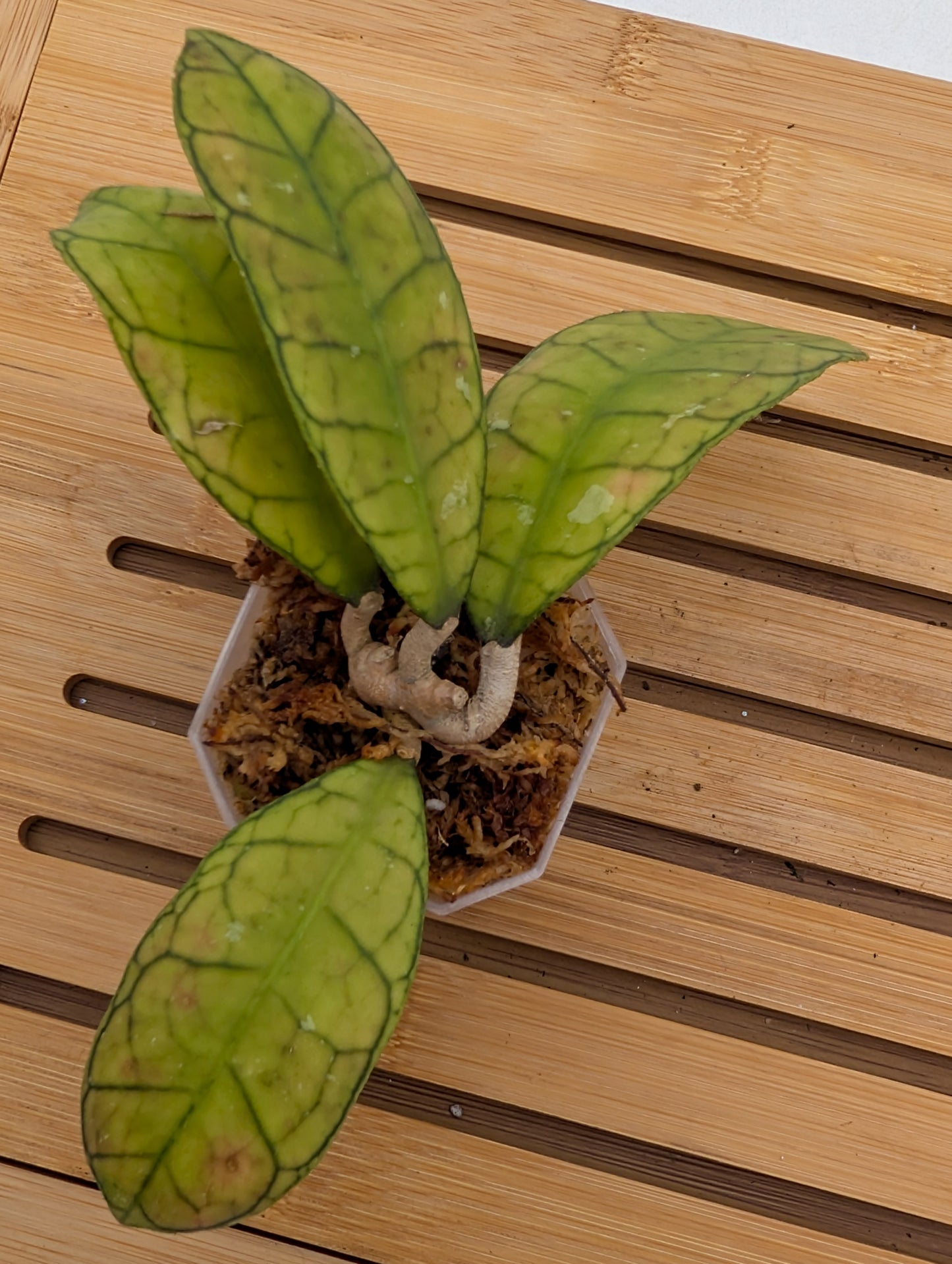 Hoya Finlaysonii