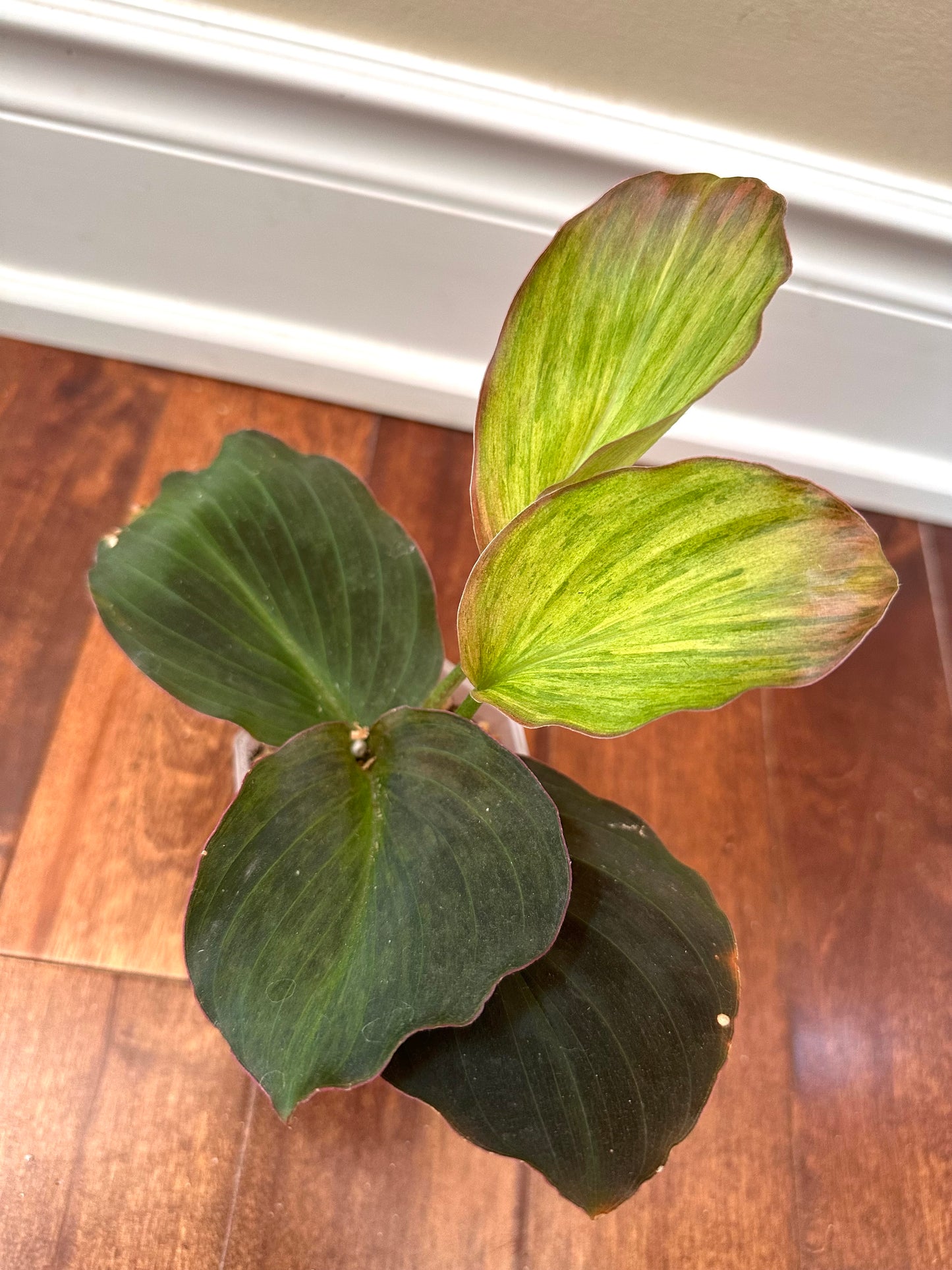 Variegated Kaempferia sp.
