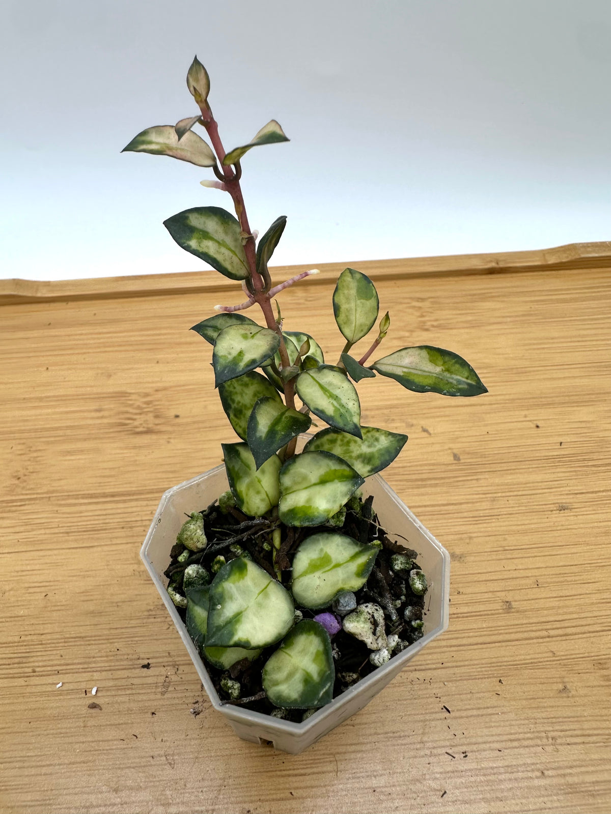 Hoya Lac. Bruno Tricolor