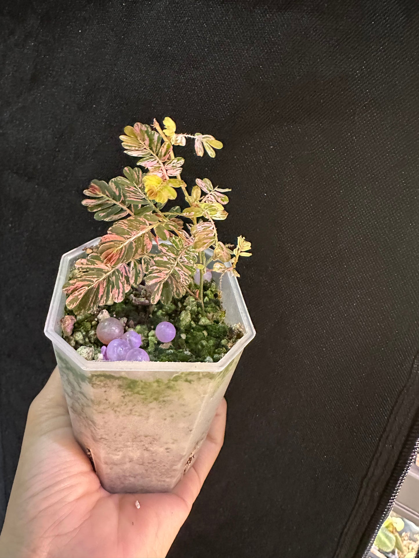 Phyllanthus Urinaria Pink Variegated - Multiple growths
