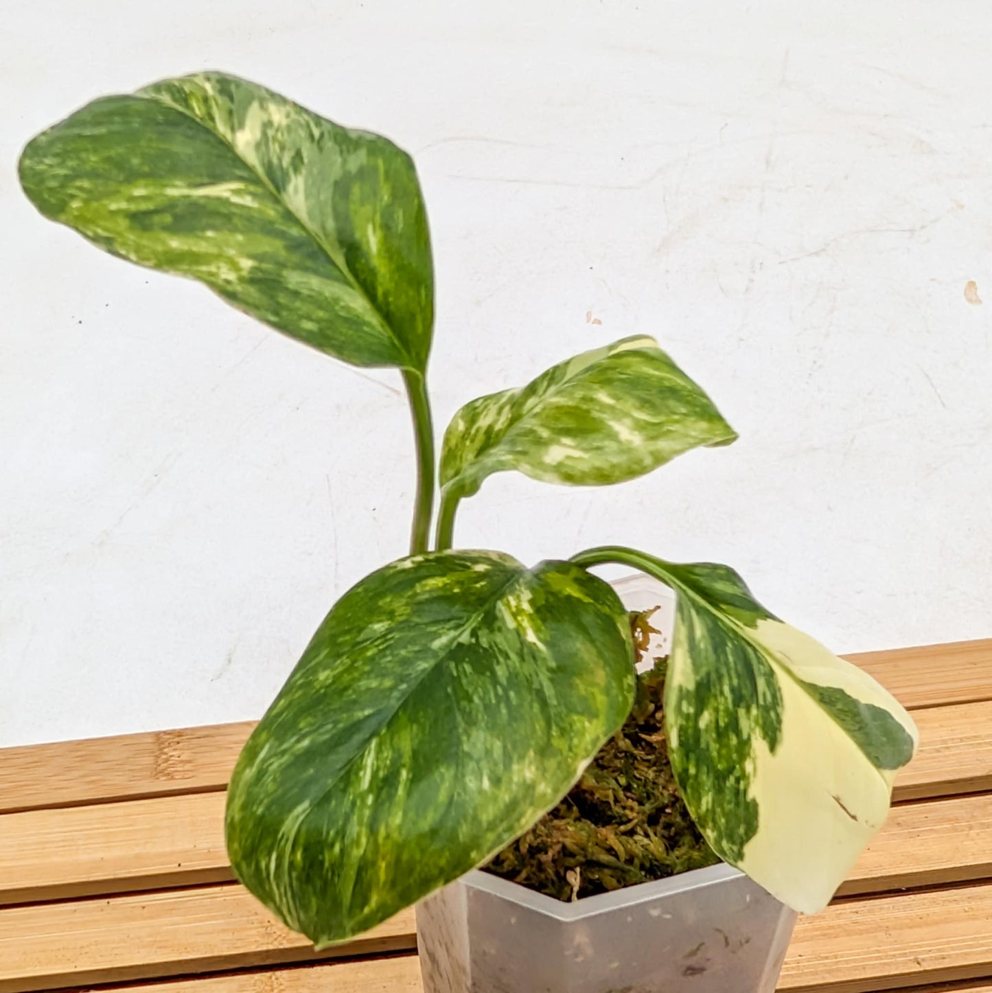 Monstera Lechleriana Albo Variegated