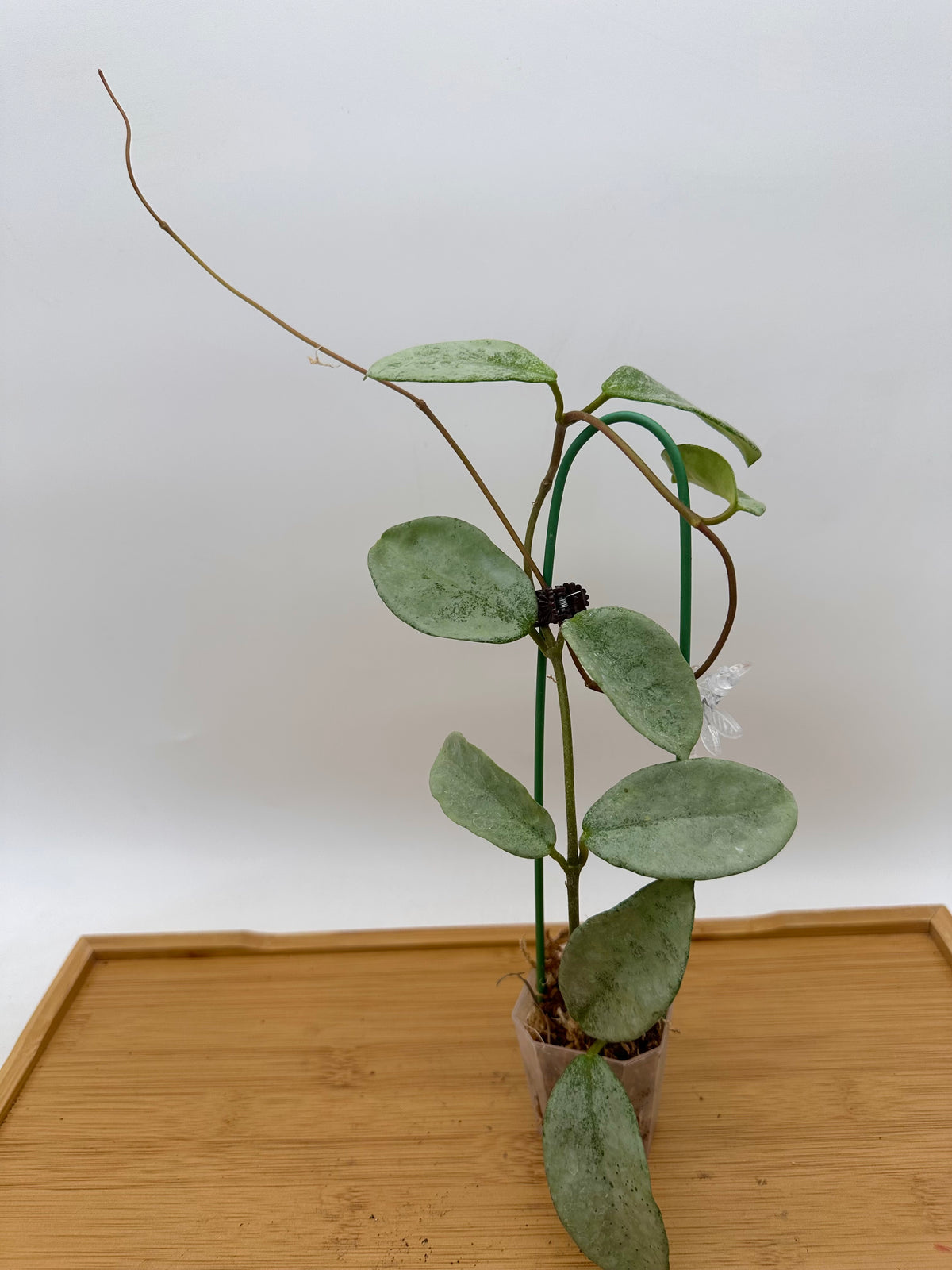 Hoya Carnosa ‘Grey Ghost’ - Full Plant
