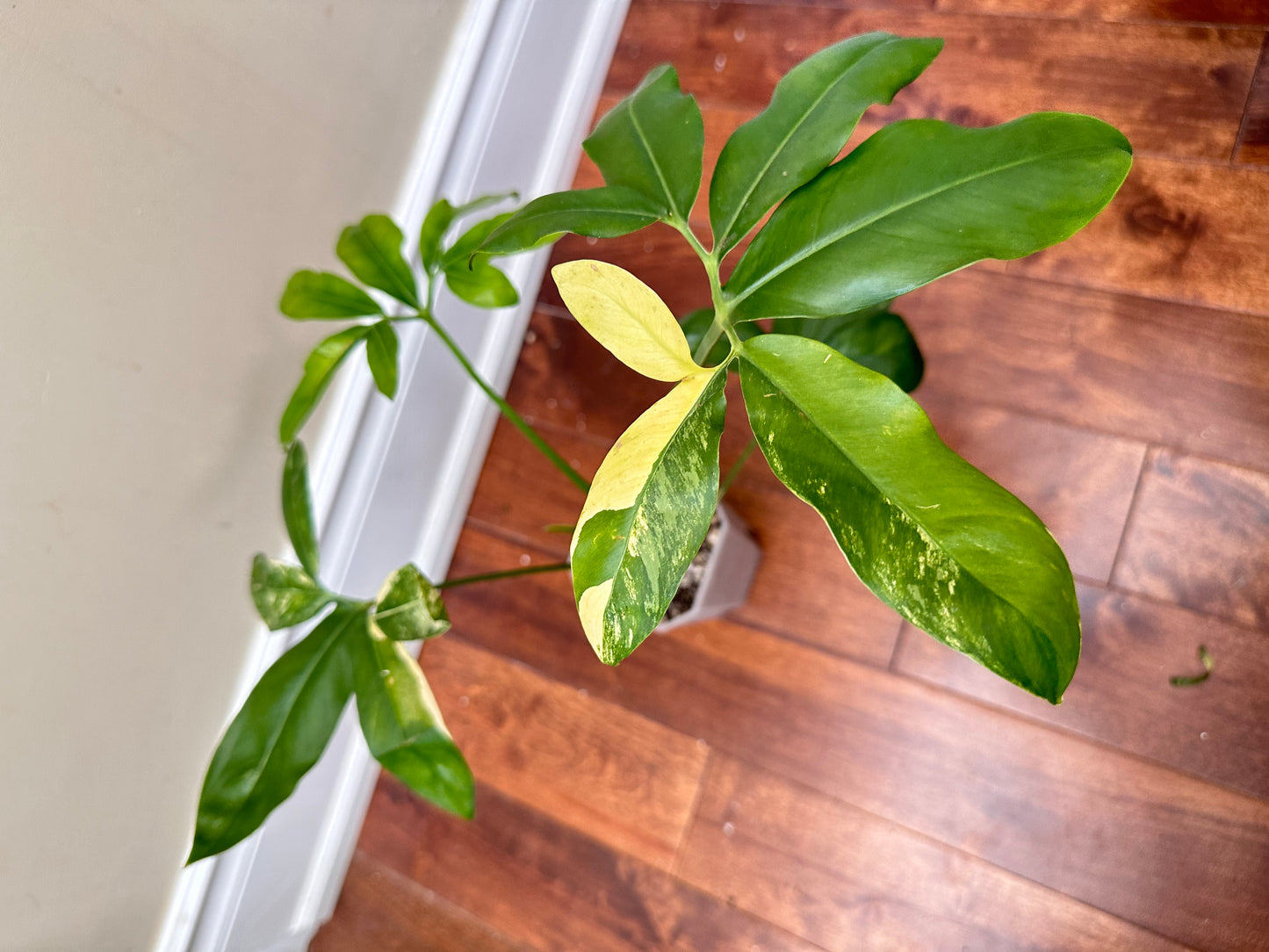 Philodendron Goeldii Variegated - Good Size - August Sale