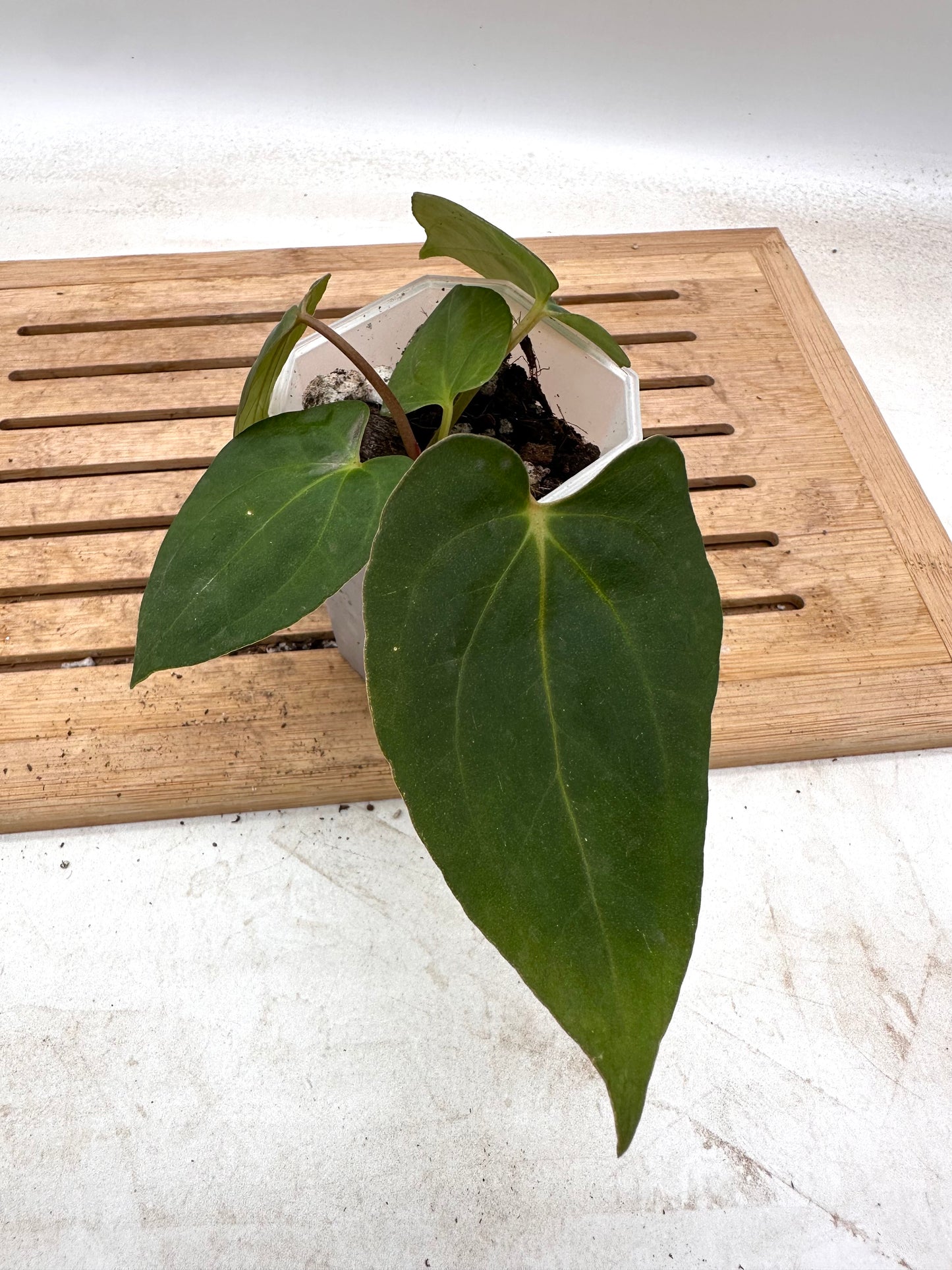 Anthurium Blue Papillilaminum X Fort Sherman