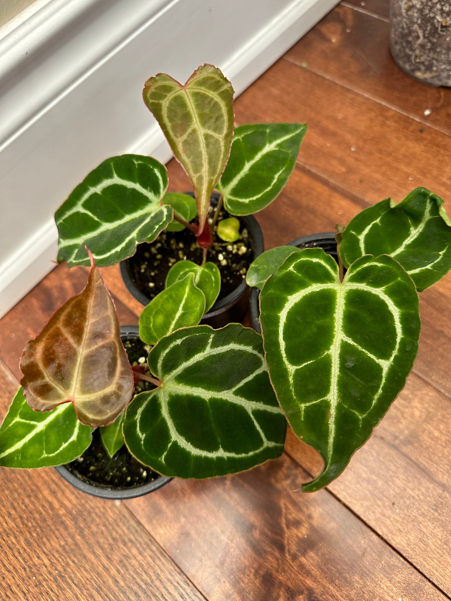 Pre Mother’s Day Sale -
Anthurium Crystallinum Turtle