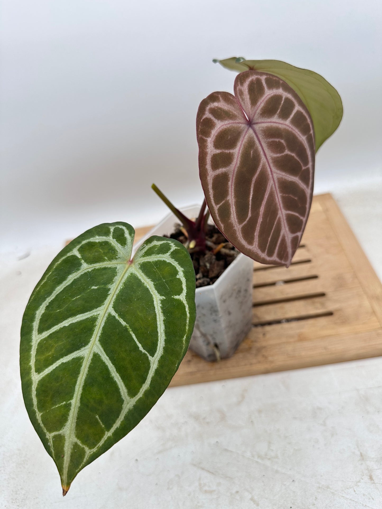 Anthurium Black Crystallinum x Red Crystallinum - Thanksgiving Sale 💚