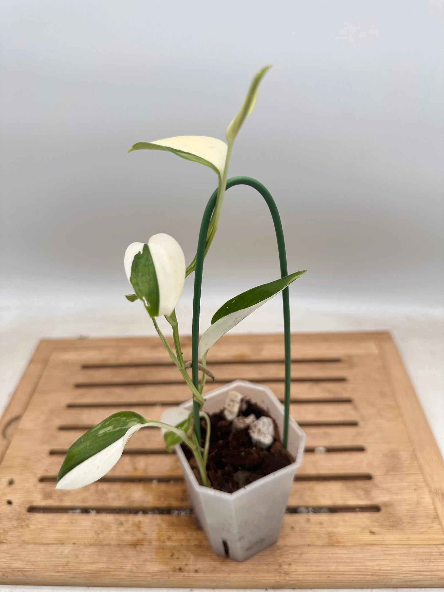 Scindapsus Blue Albo