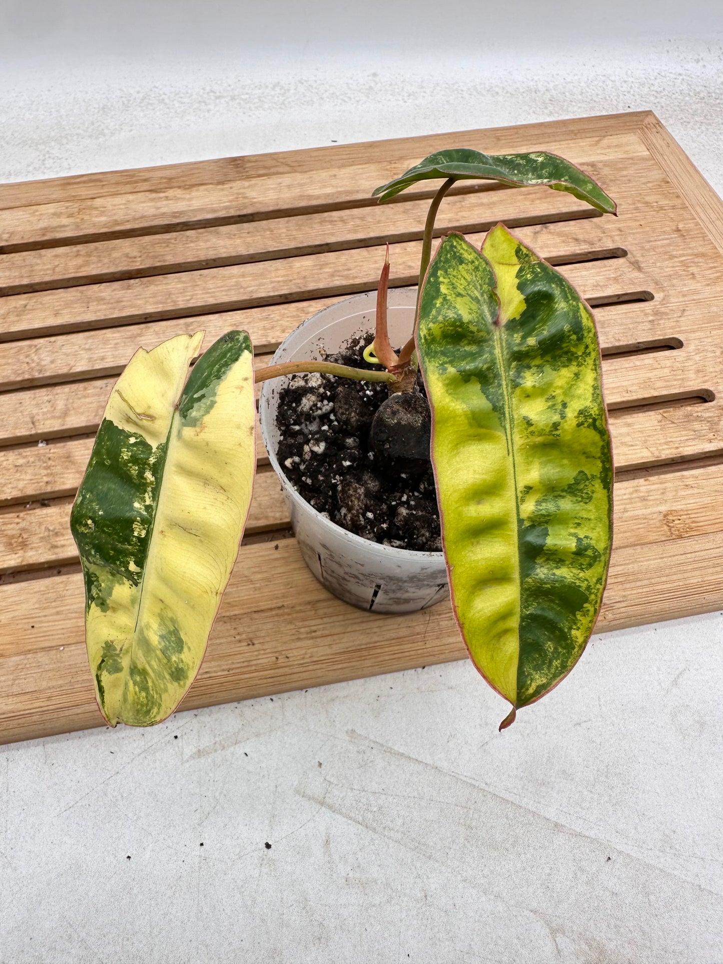 Philodendron Billietiae Variegated