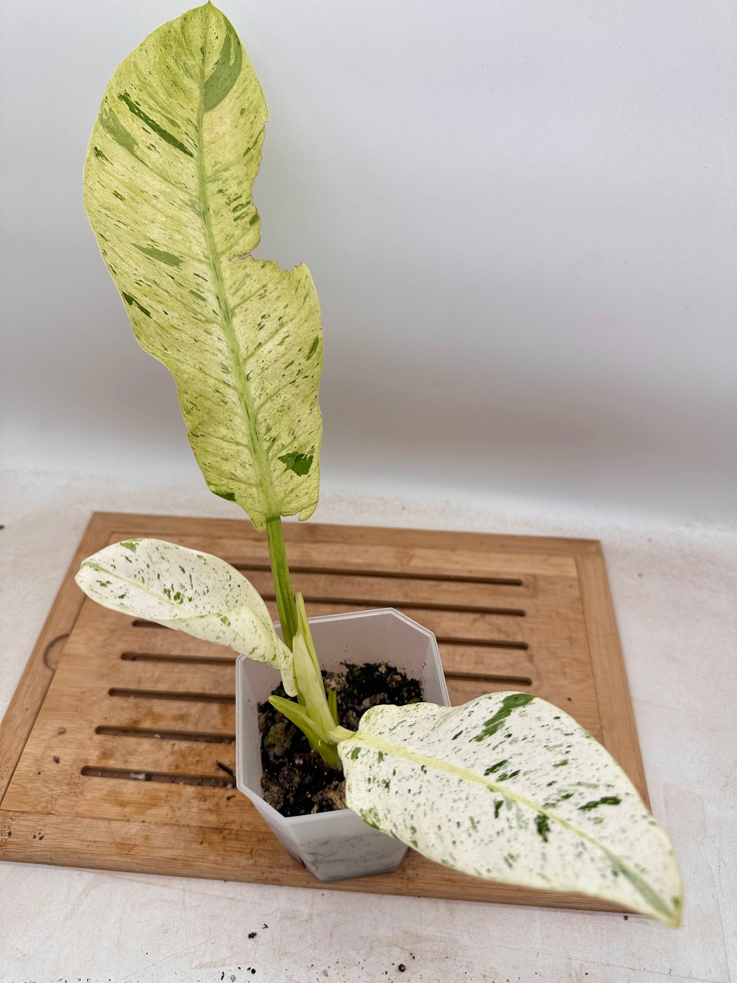 Philodendron Orlando Variegated - Thanksgiving Sale 💚