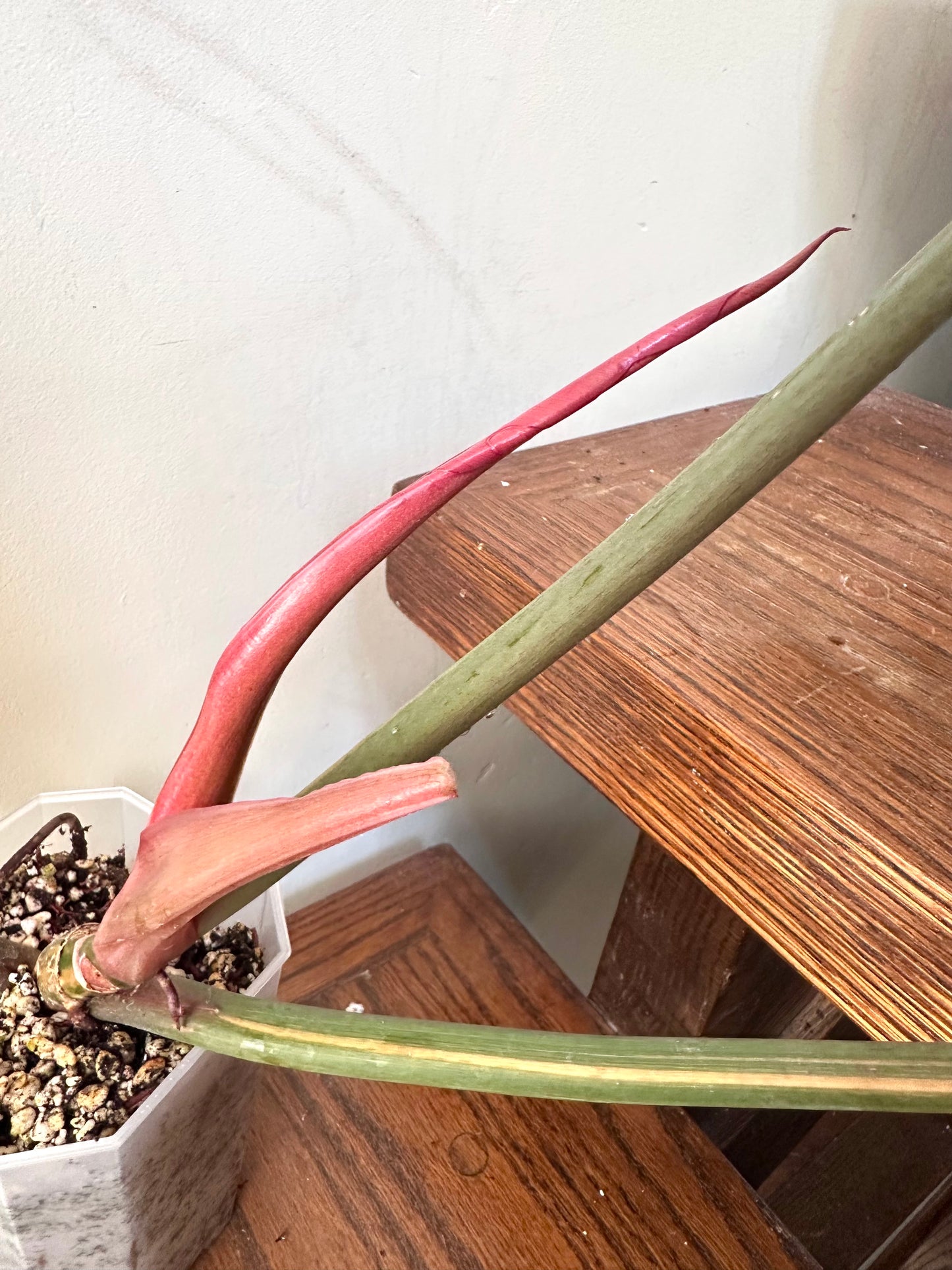 Philodendron Caramel Marble Variegated